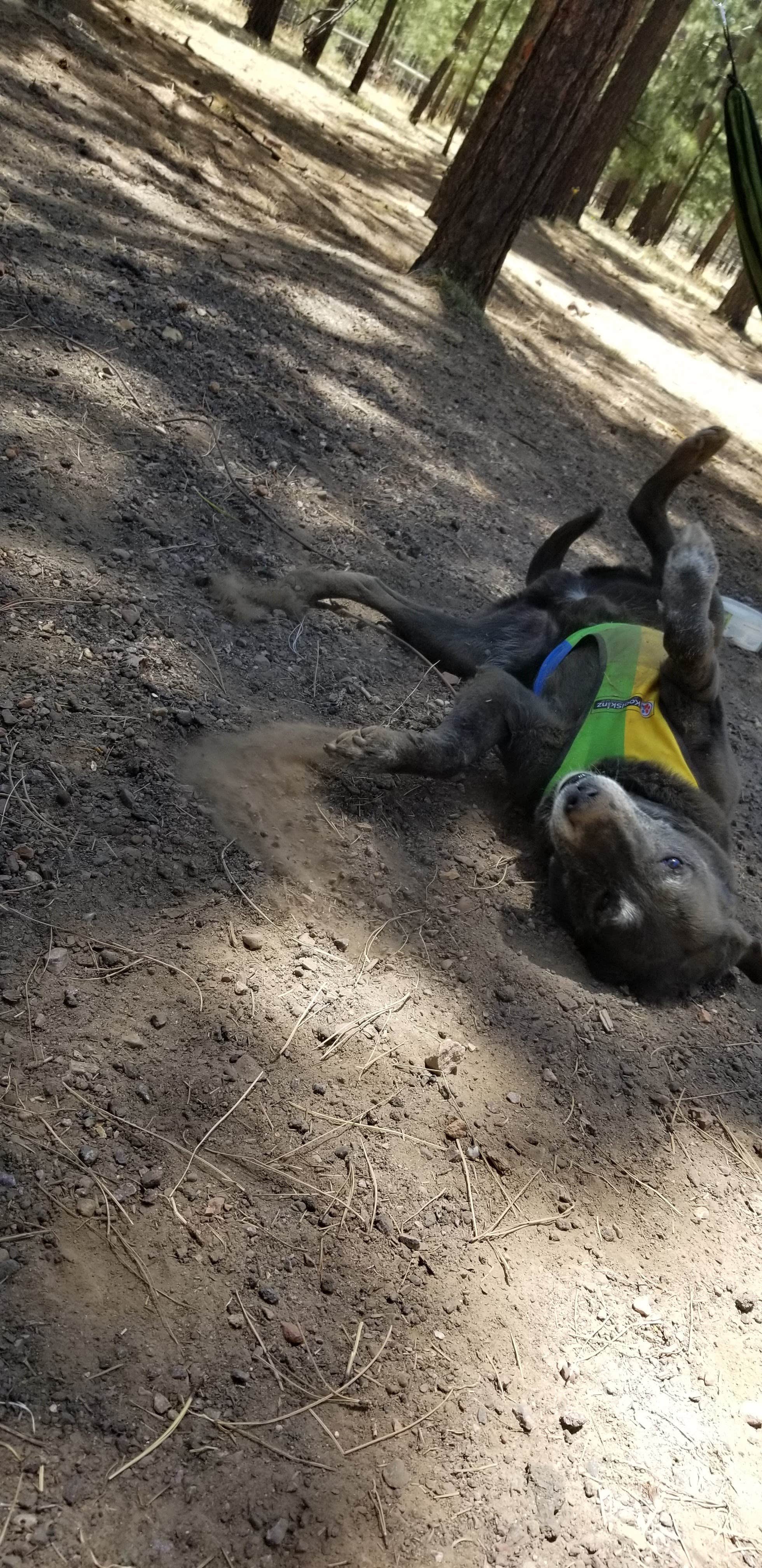 Camper-submitted photo at Sitgreaves National Forest Canyon Point Campground near Forest Lakes, AZ