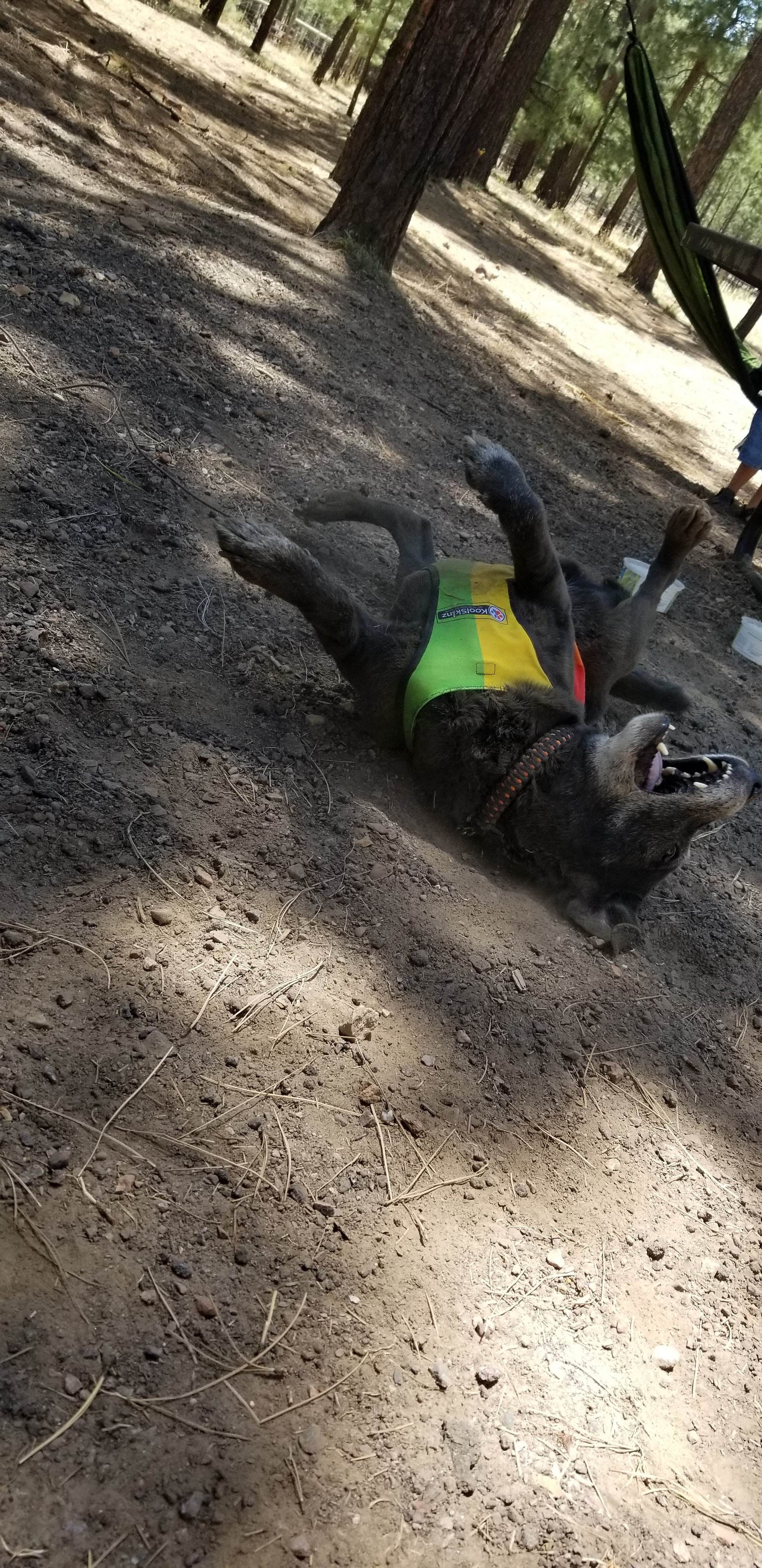 Camper-submitted photo at Sitgreaves National Forest Canyon Point Campground near Forest Lakes, AZ
