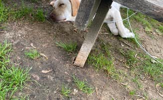Gabe C.'s photo of camping with pets at Turkey Run Canoe & Camping near Waveland, IN