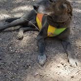 Review photo of Sitgreaves National Forest Canyon Point Campground by Krista Z., May 28, 2018