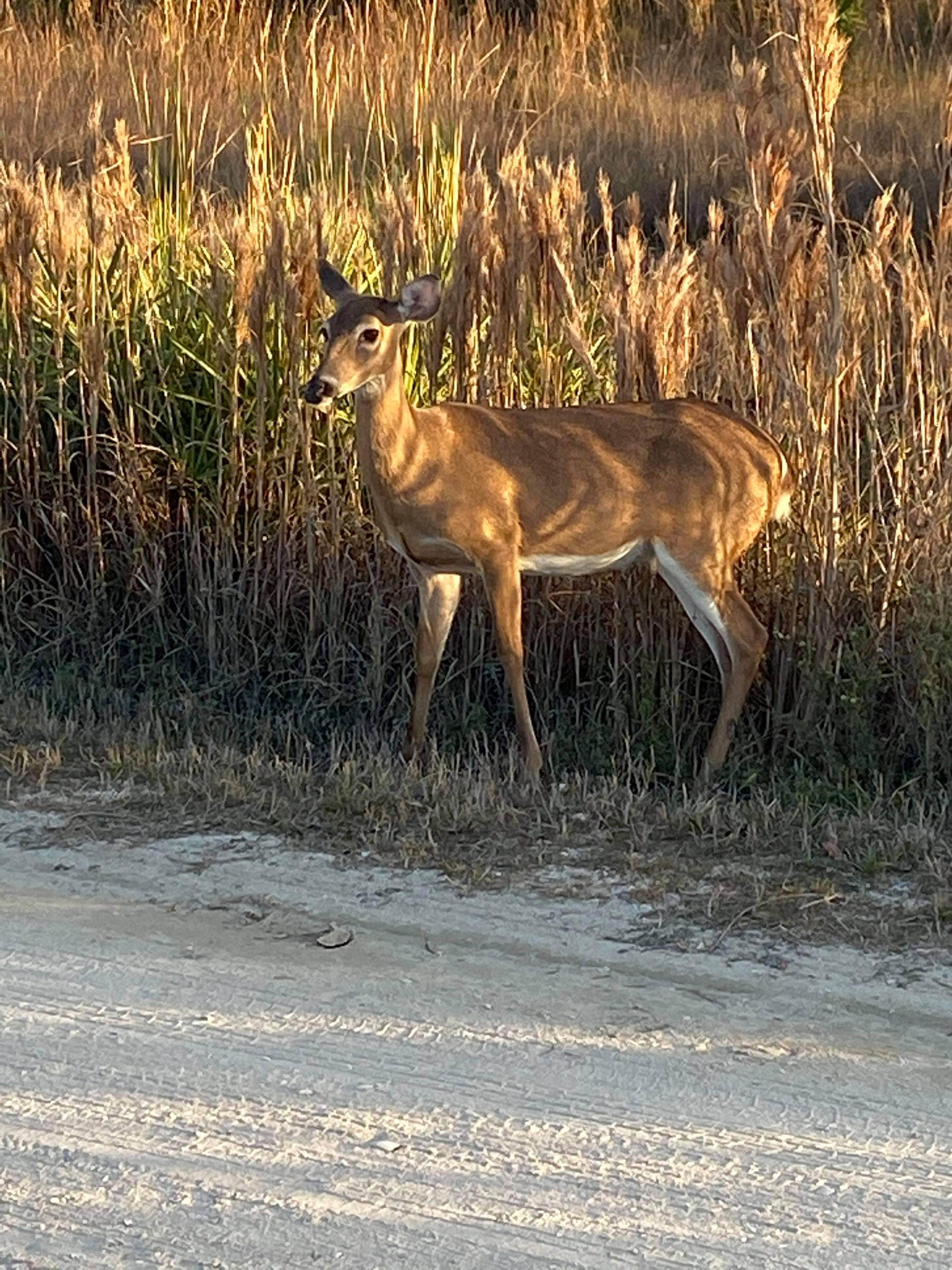 Kilpatrick Hammock Campground — Kissimmee Prairie Preserve State Park