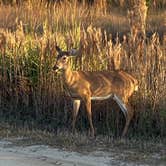 Review photo of Kilpatrick Hammock Campground — Kissimmee Prairie Preserve State Park by Roxxy G., February 4, 2021