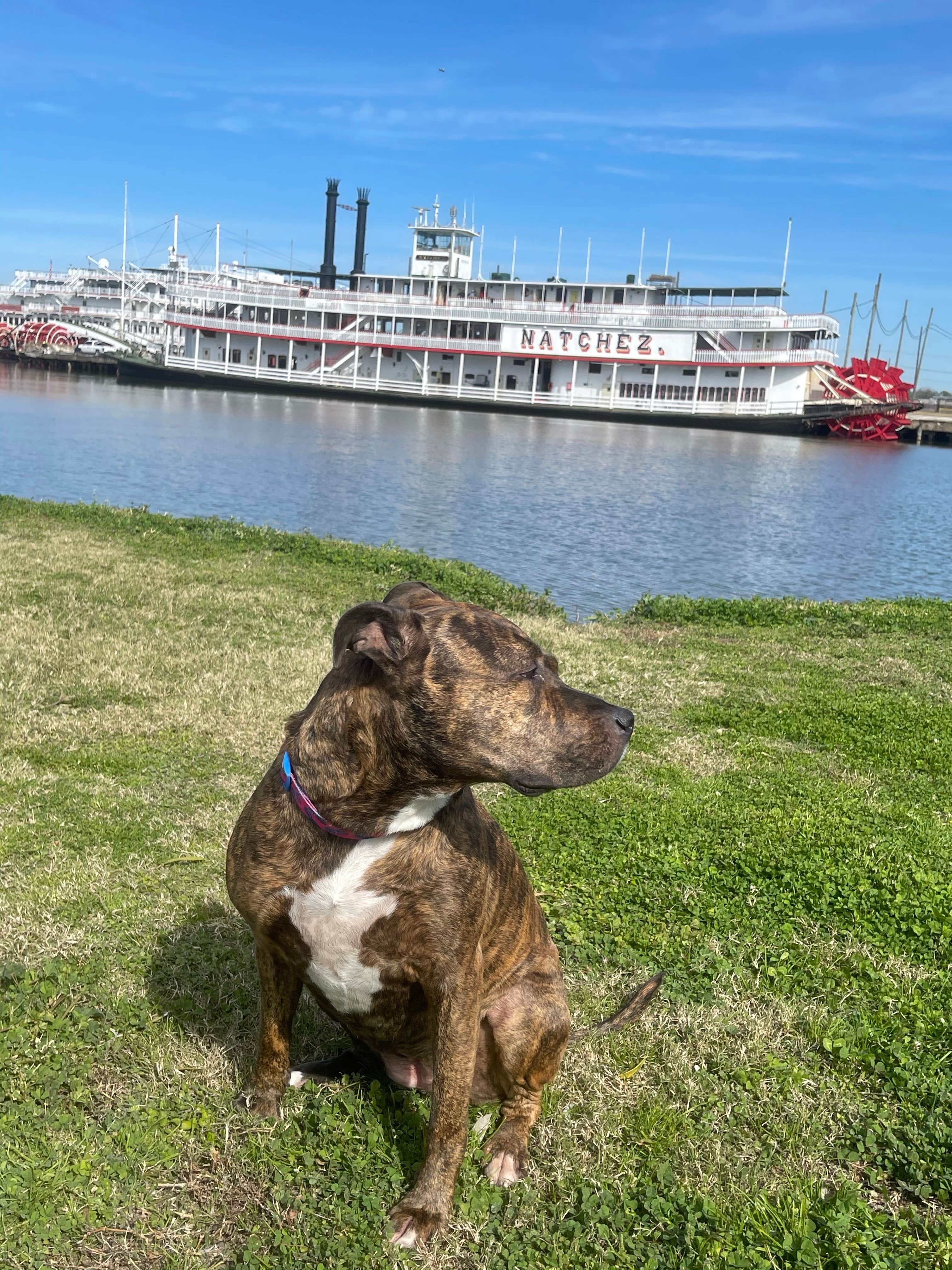 Alana F.'s photo of camping with pets at New Orleans RV Resort & Marina near Maurepas, LA