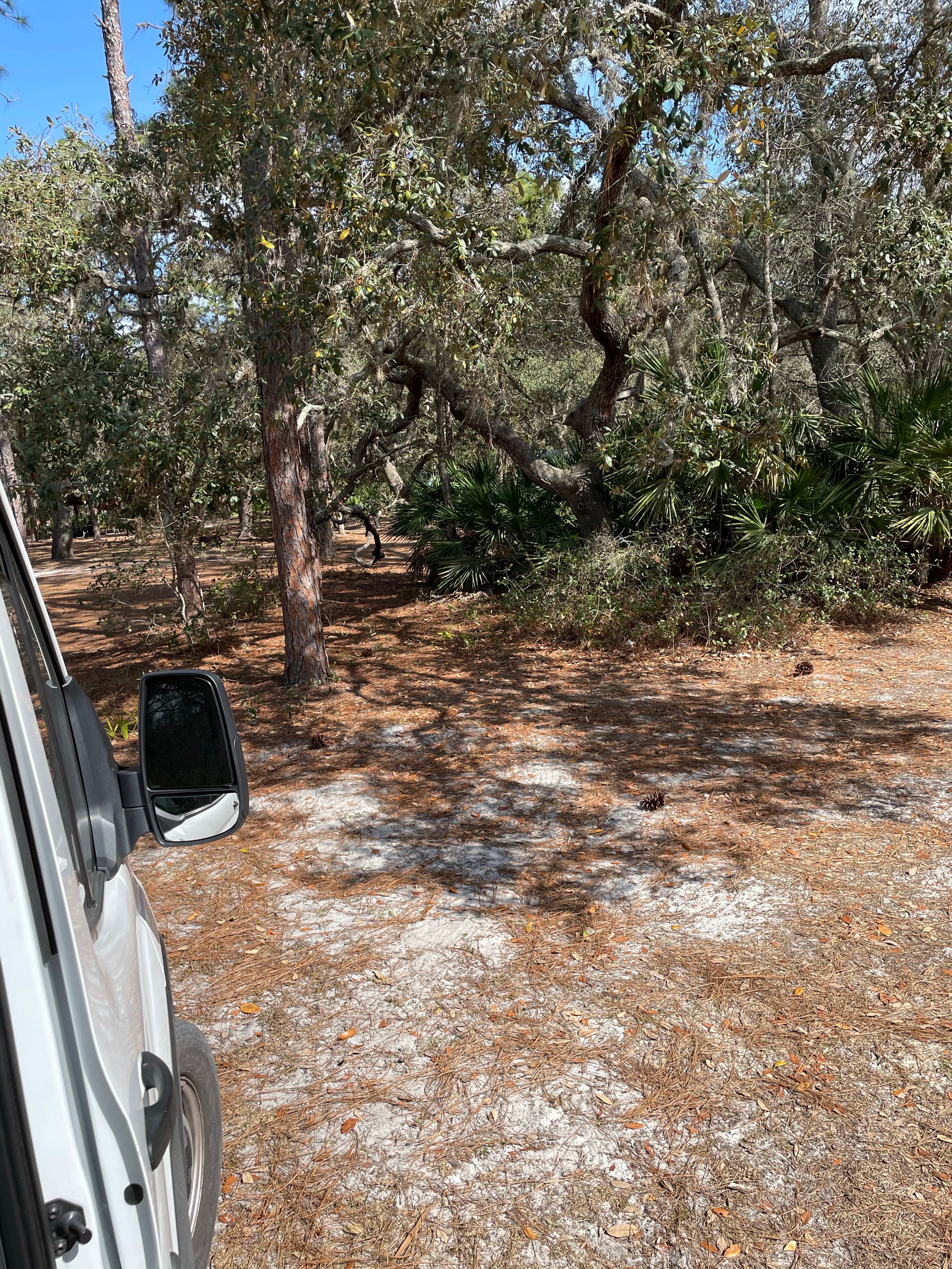 Camper submitted image from Serenova Tract Campsites - 3