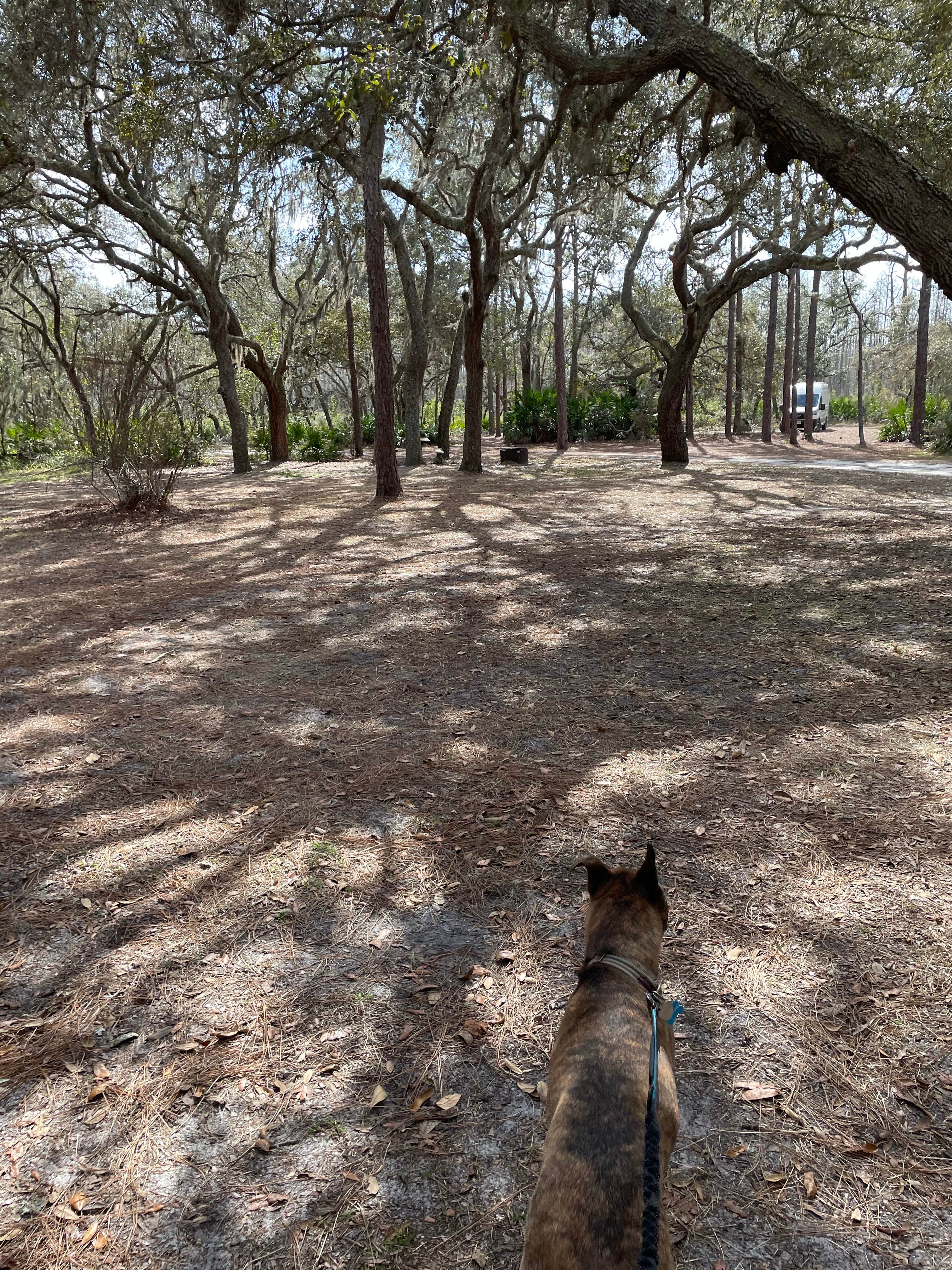 Abby M.'s photo of camping with pets at Serenova Tract Campsites near Lutz, FL