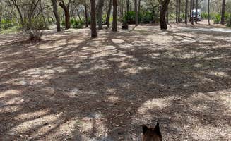 Abby M.'s photo of camping with pets at Serenova Tract Campsites near Weeki Wachee, FL