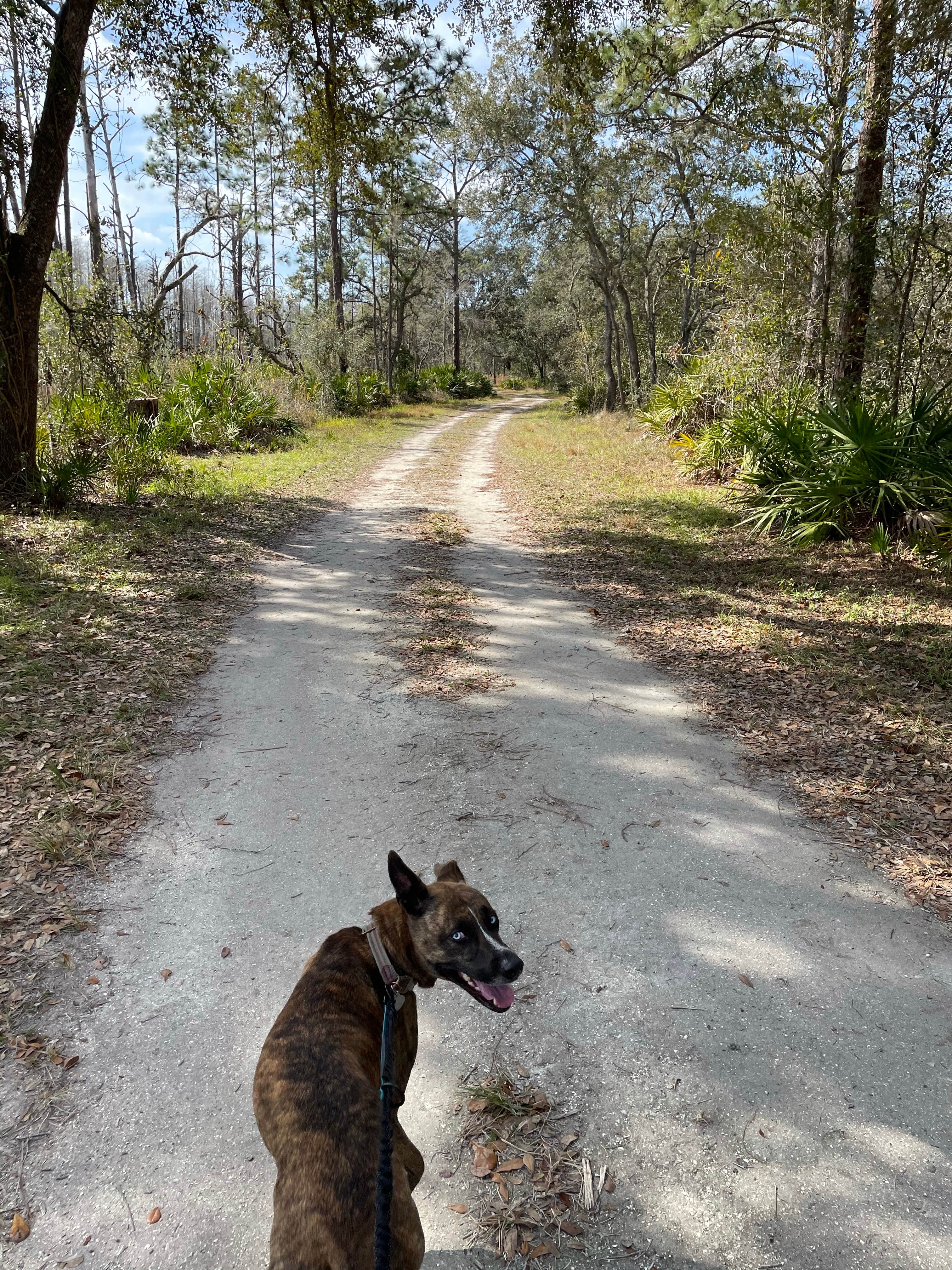 Abby M.'s photo of camping with pets at Serenova Tract Campsites near Weeki Wachee, FL