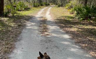 Abby M.'s photo of camping with pets at Serenova Tract Campsites near Clearwater Beach, FL