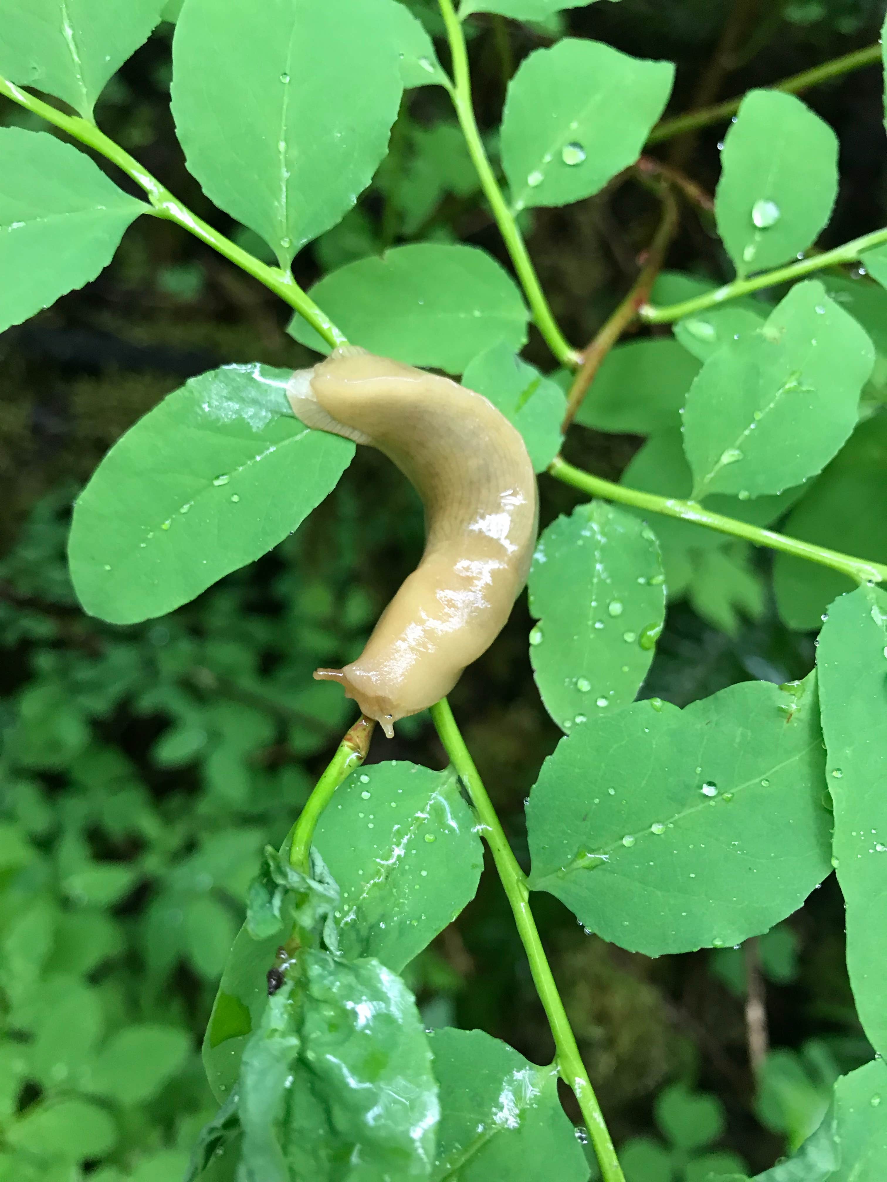 Camper-submitted photo at Willaby Campground near Westport, WA