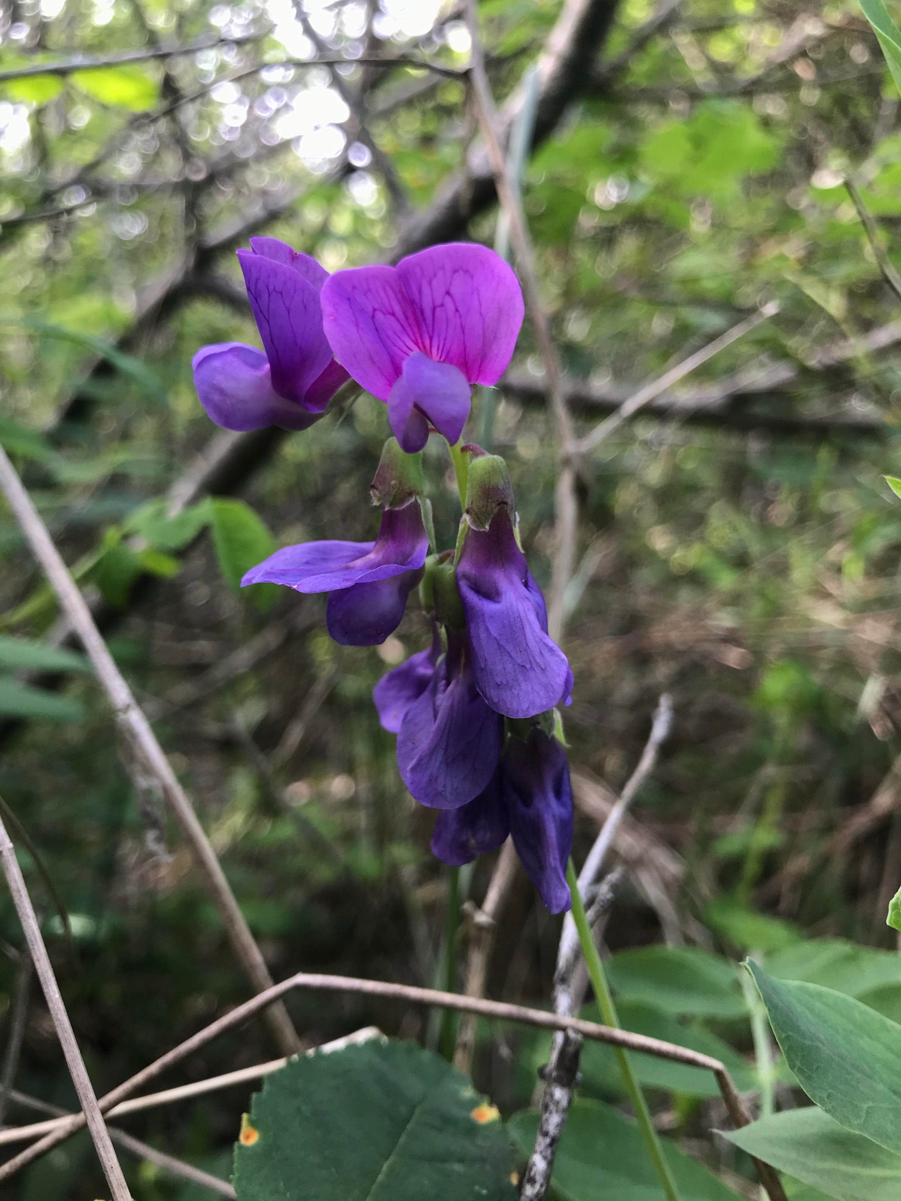 Camping near Ozette Campground — Olympic National Park: Hobuck Resort and Beach Area, Neah Bay, Washington