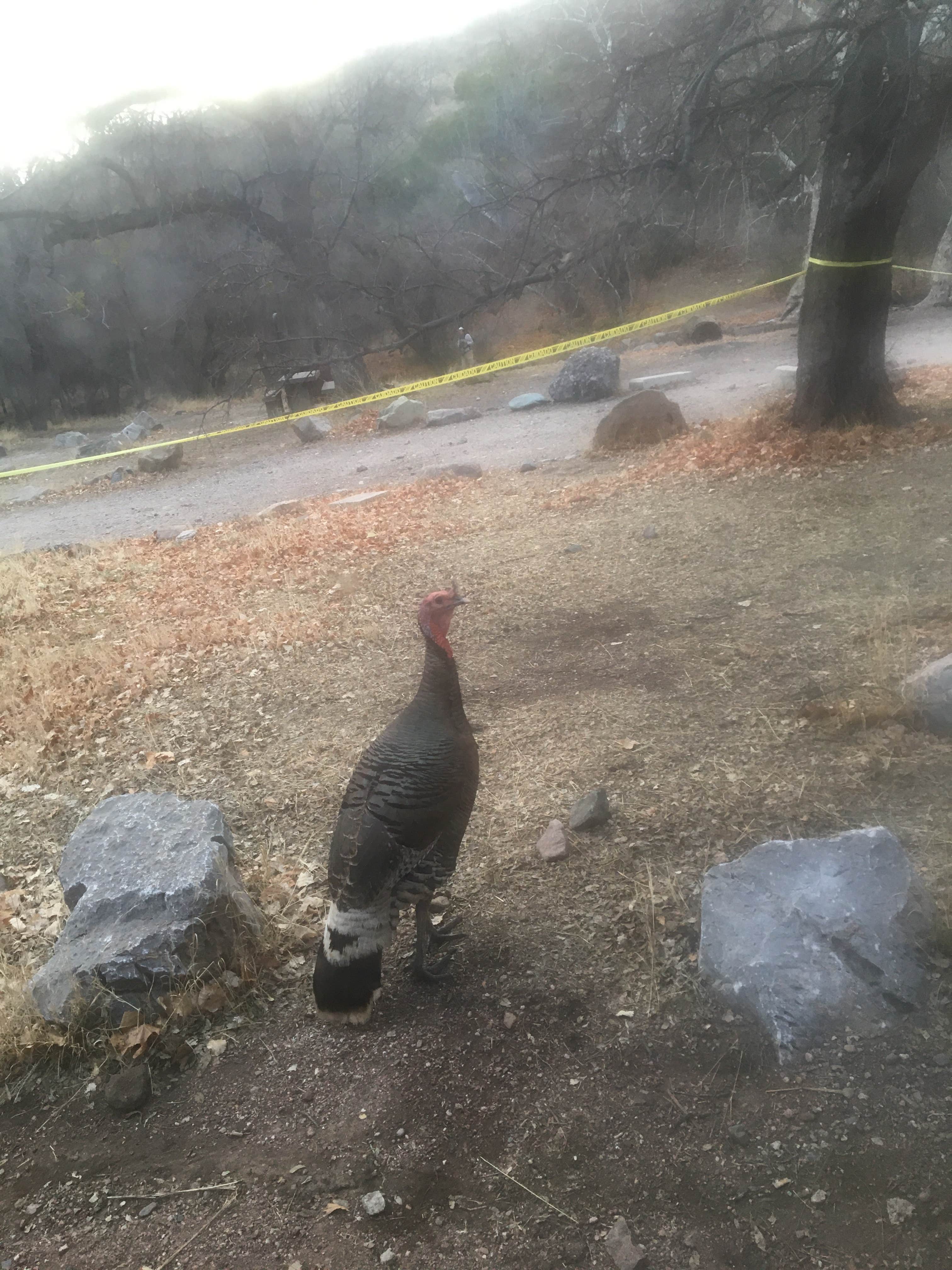 Camper-submitted photo at Peppersauce Campground near San Manuel, AZ