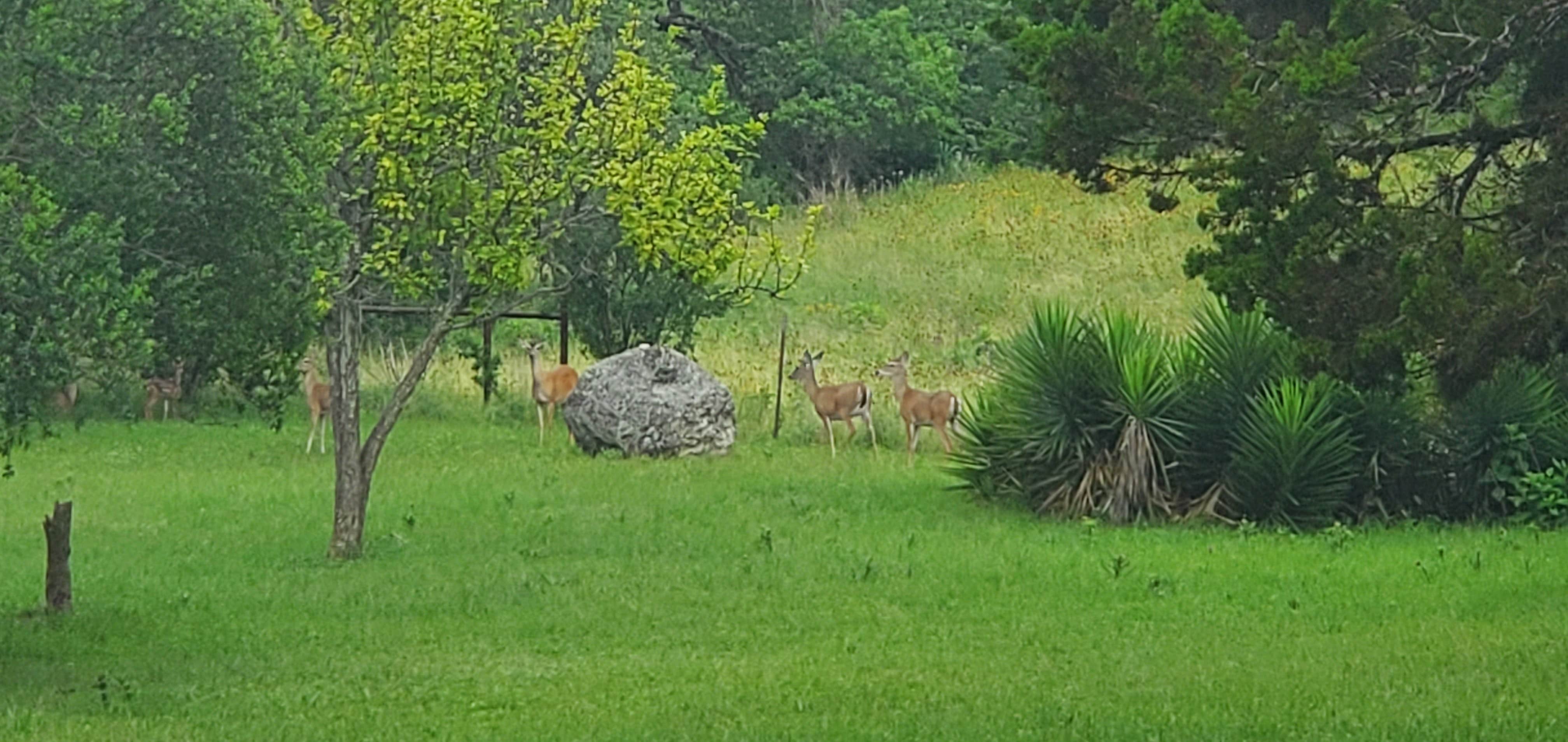 Camper submitted image from Texas Hill Country Resort - 1