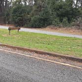 Review photo of Tyler State Park Campground by Amie M., February 6, 2021