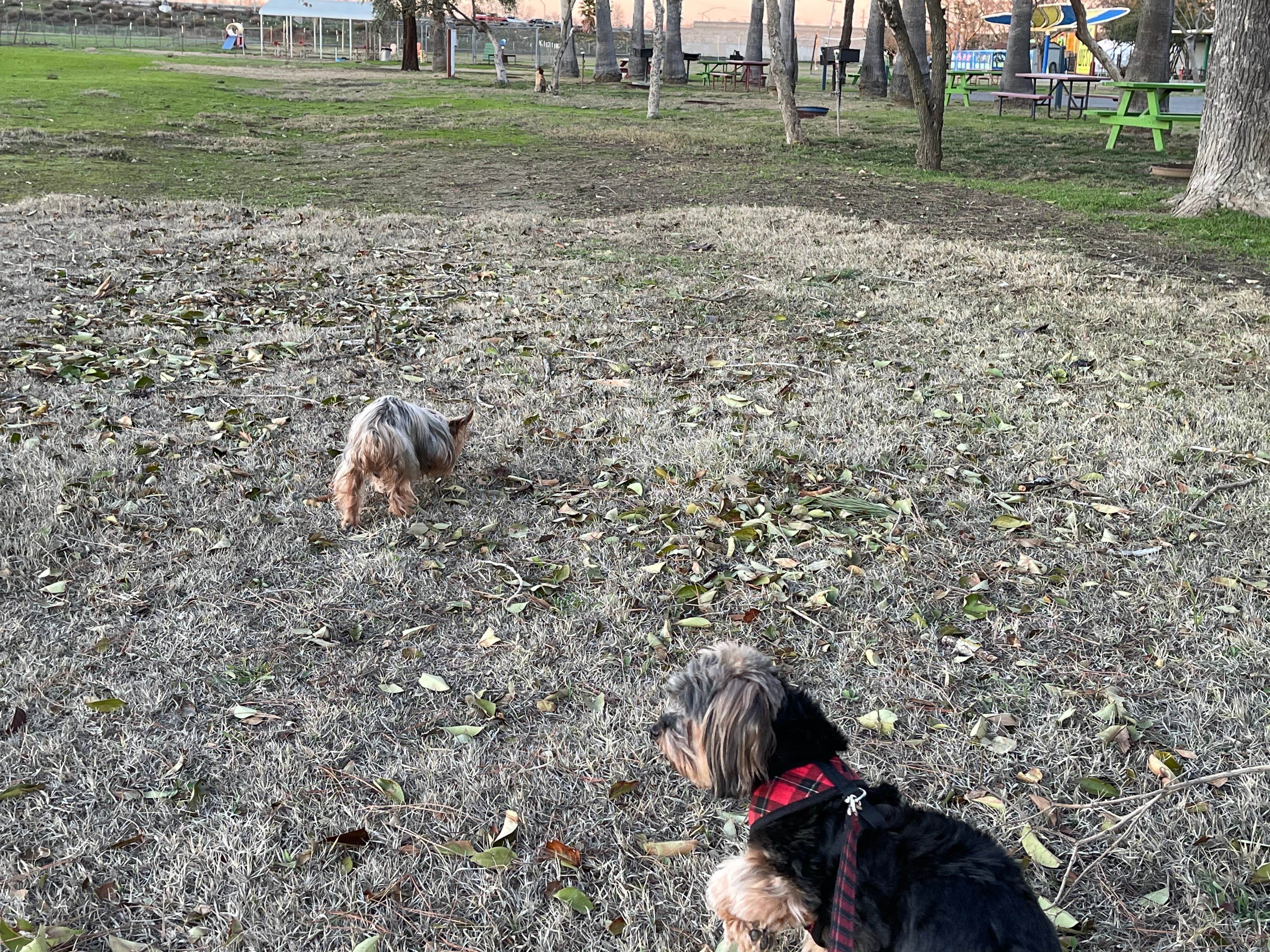 YVONNE T.'s photo of camping with pets at SacWest RV Park & Campground near Winters, CA