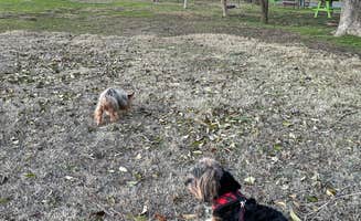 YVONNE T.'s photo of camping with pets at SacWest RV Park & Campground near Vacaville, CA