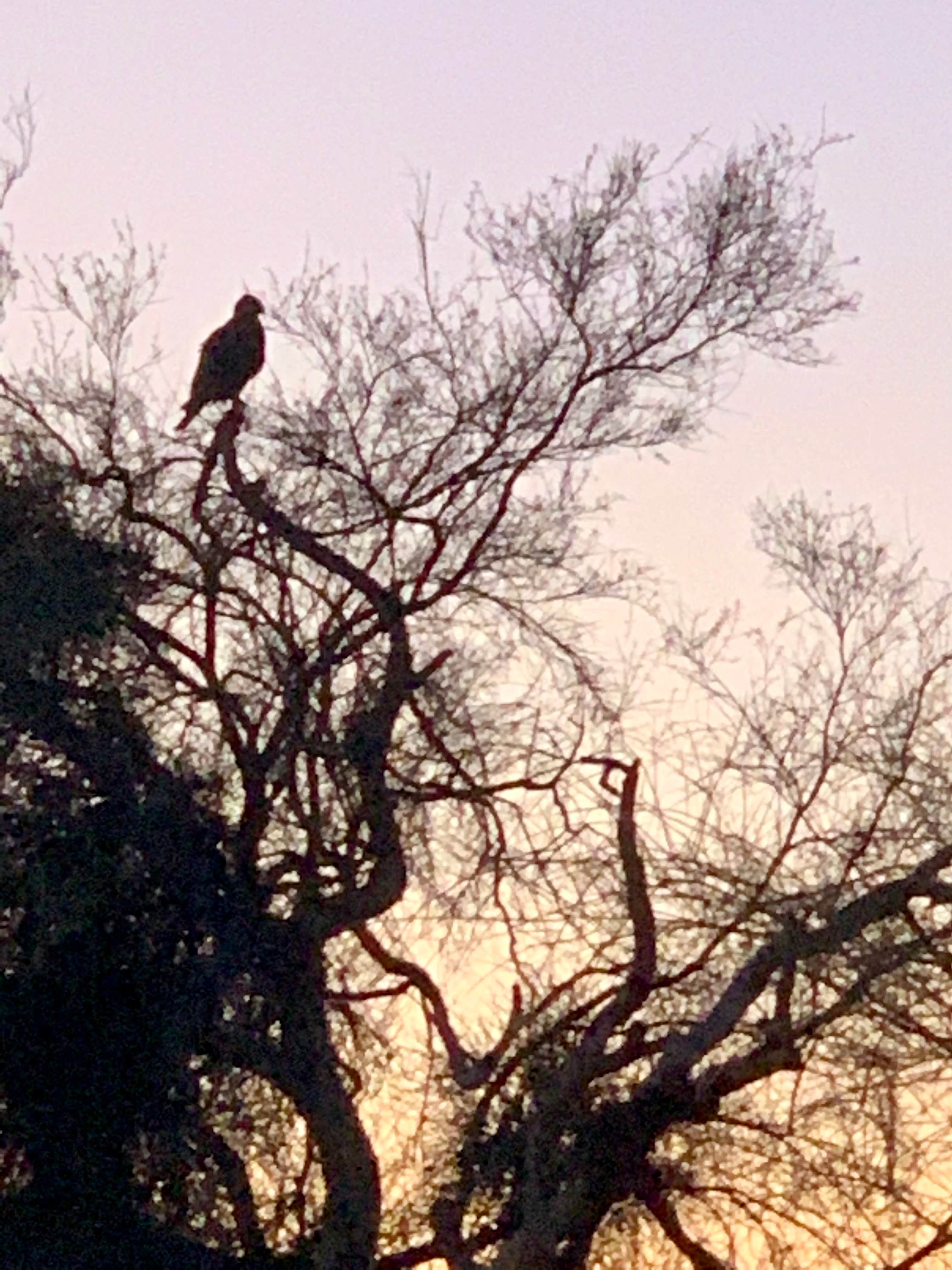 Camper-submitted photo at Usery Mountain Regional Park near Gold Canyon, AZ