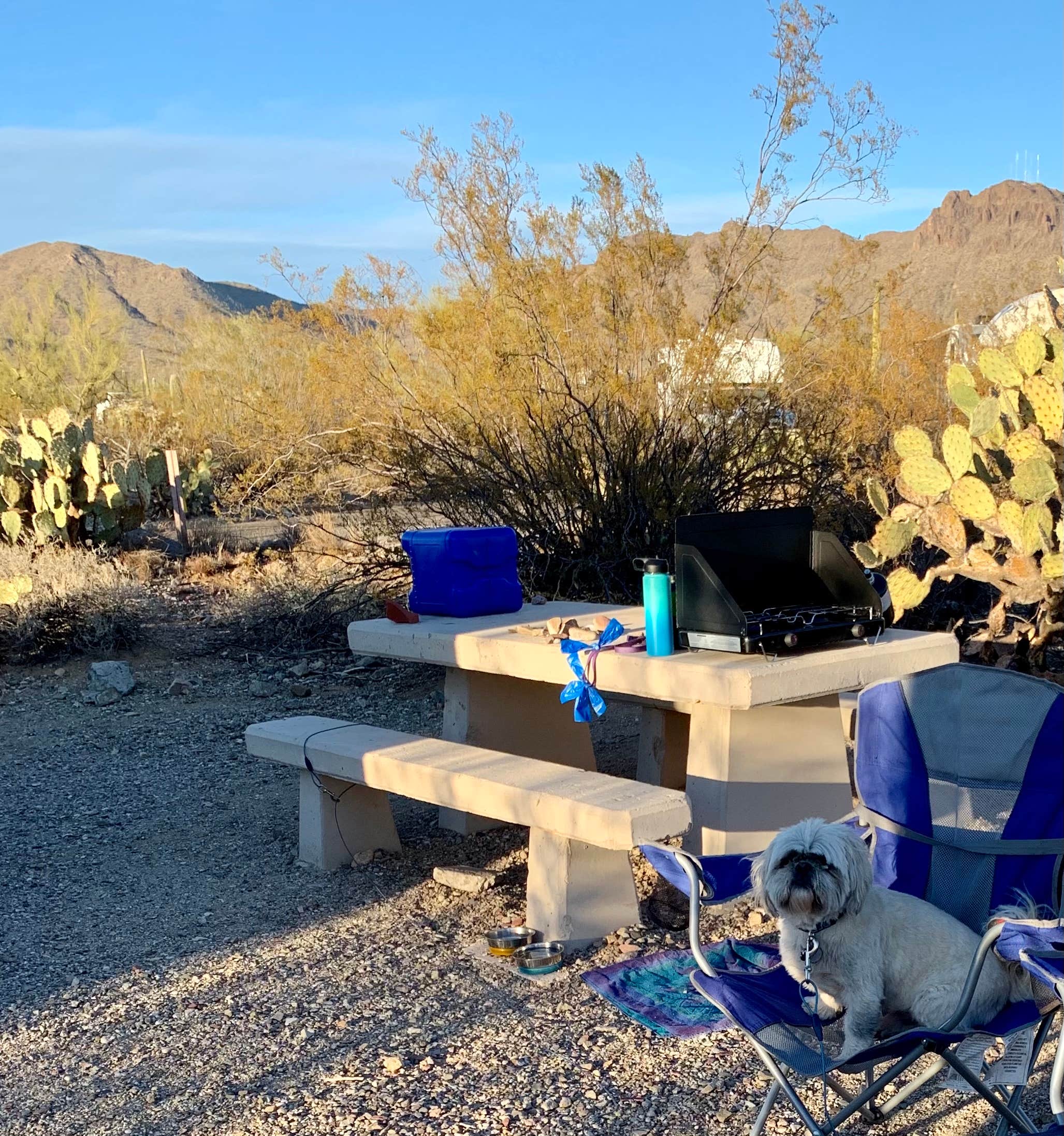 Allison B.'s photo of camping with pets at Gilbert Ray Campground near Saguaro National Park