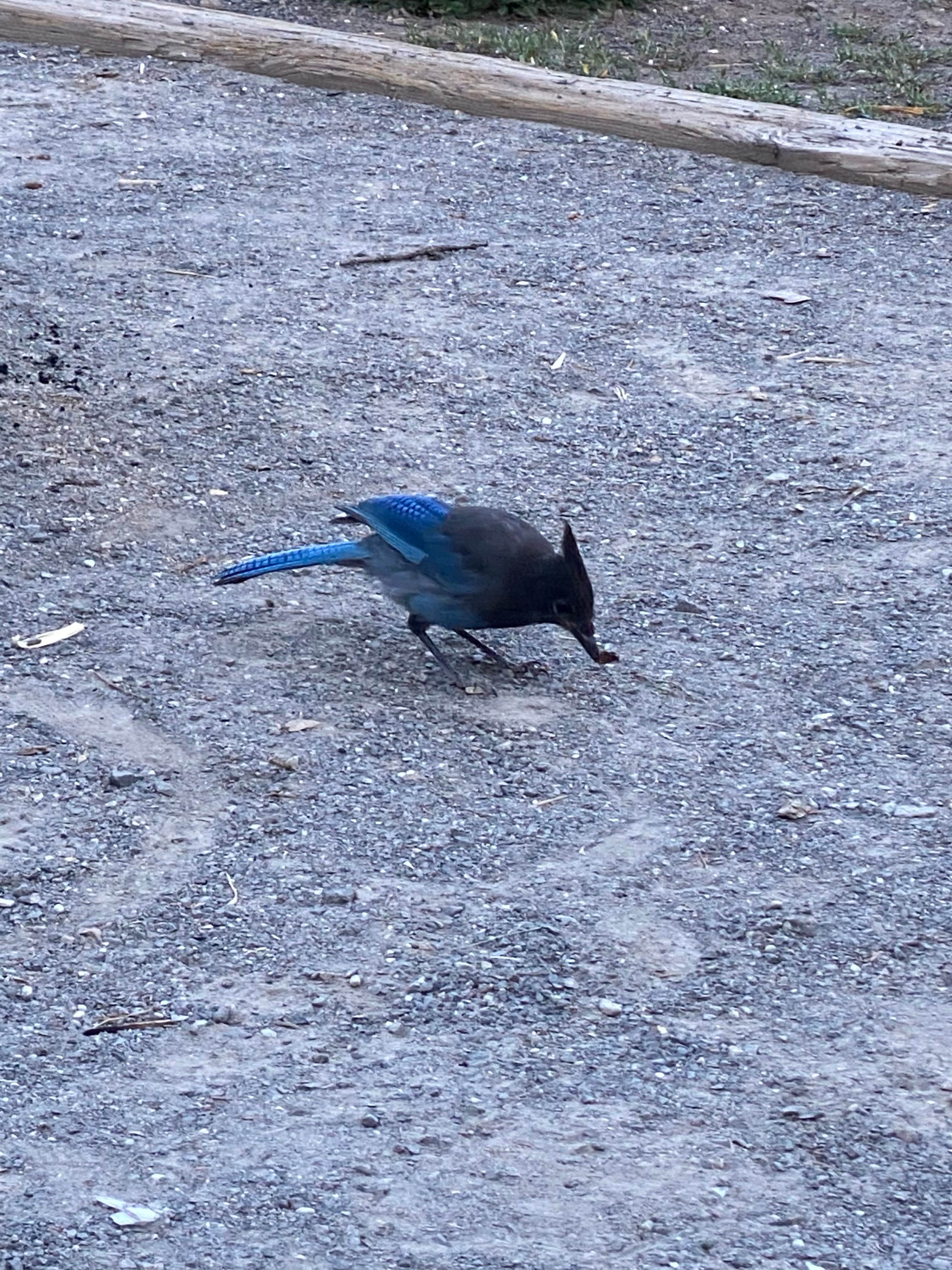 Camper-submitted photo at Jumbo Campground near Collbran, CO
