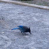 Review photo of Jumbo Campground by Lindsey S., February 8, 2021