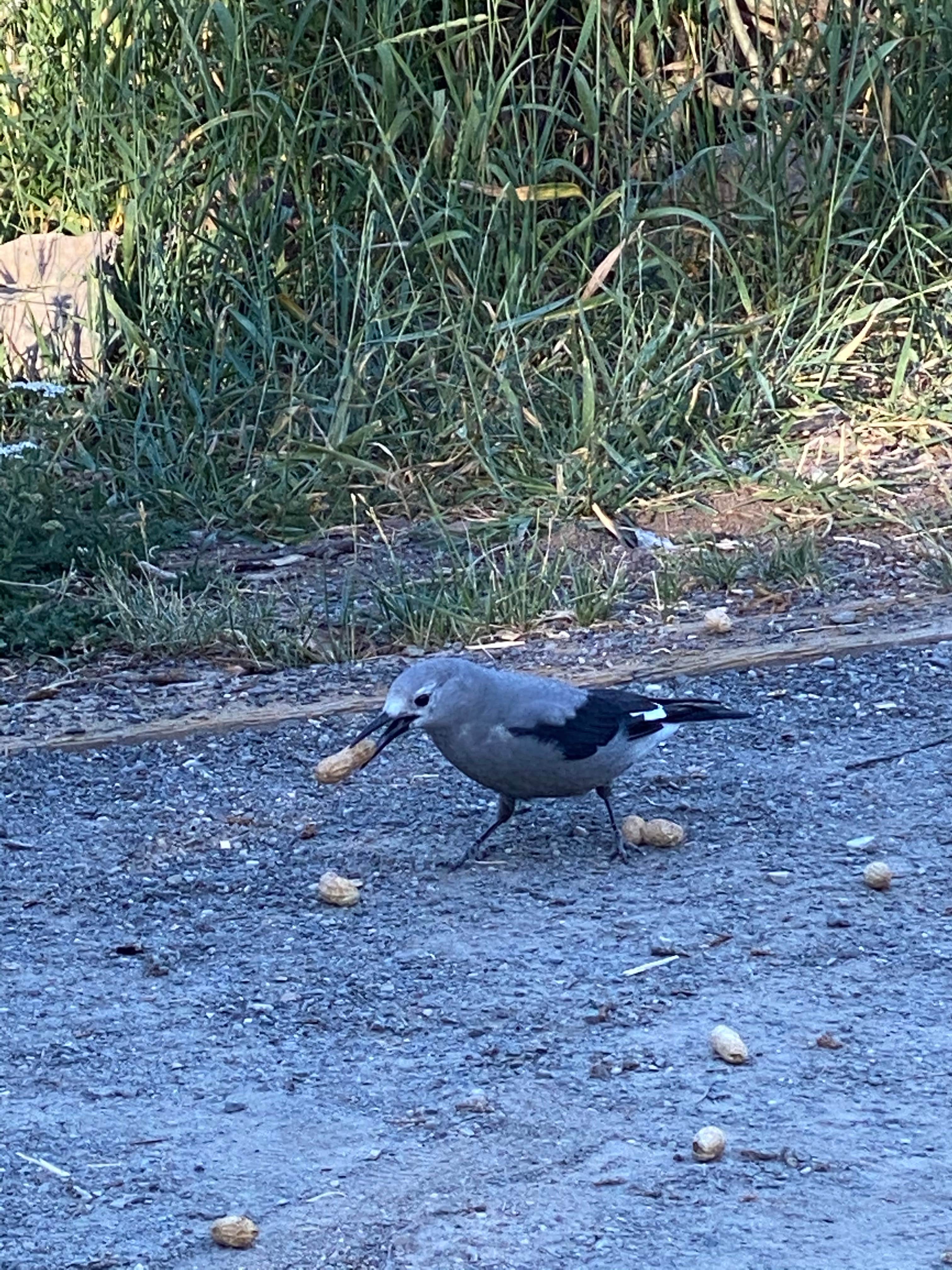 Camper-submitted photo at Jumbo Campground near Collbran, CO