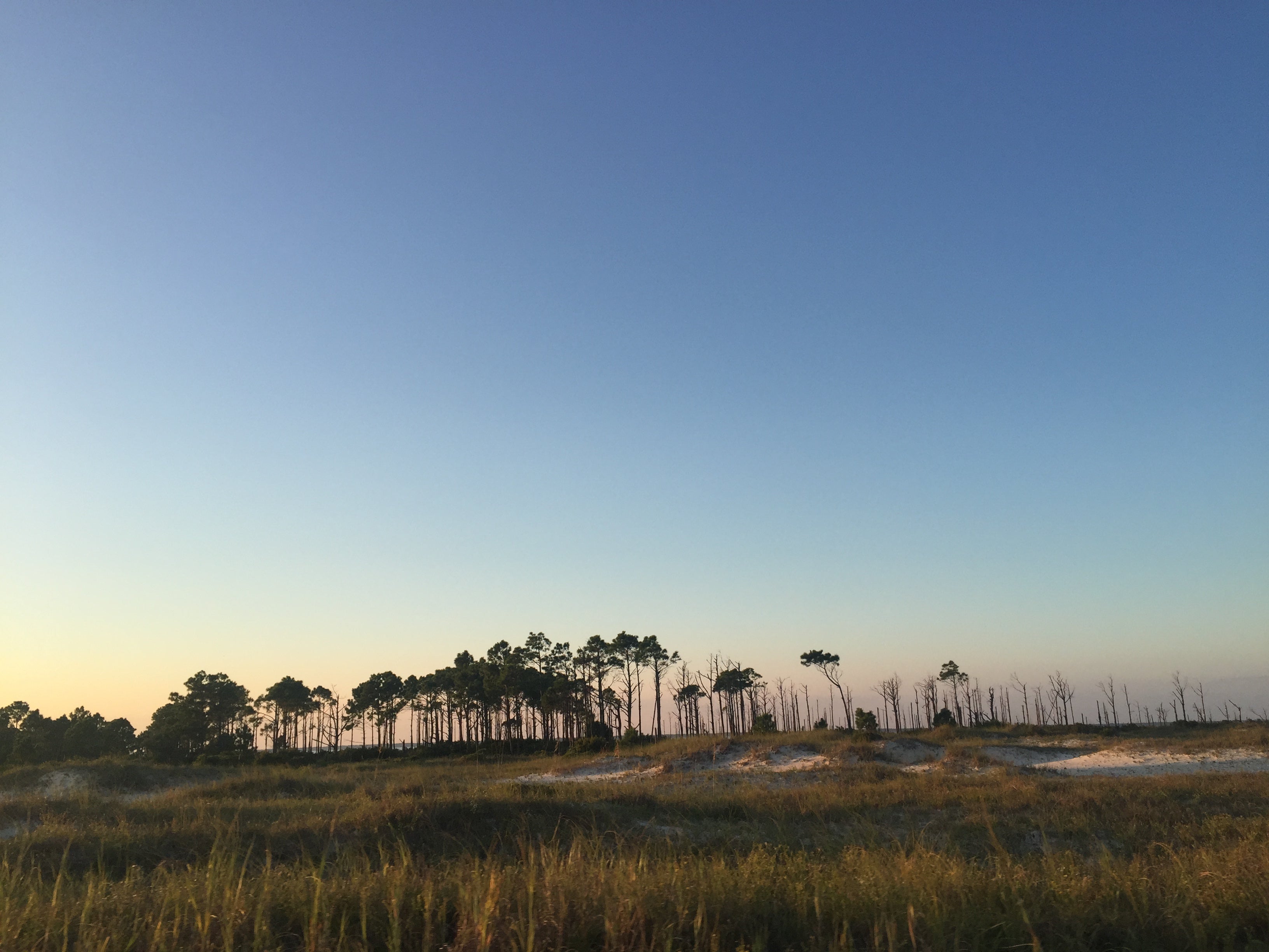 Camper submitted image from Dr. Julian G. Bruce St. George Island State Park - 2