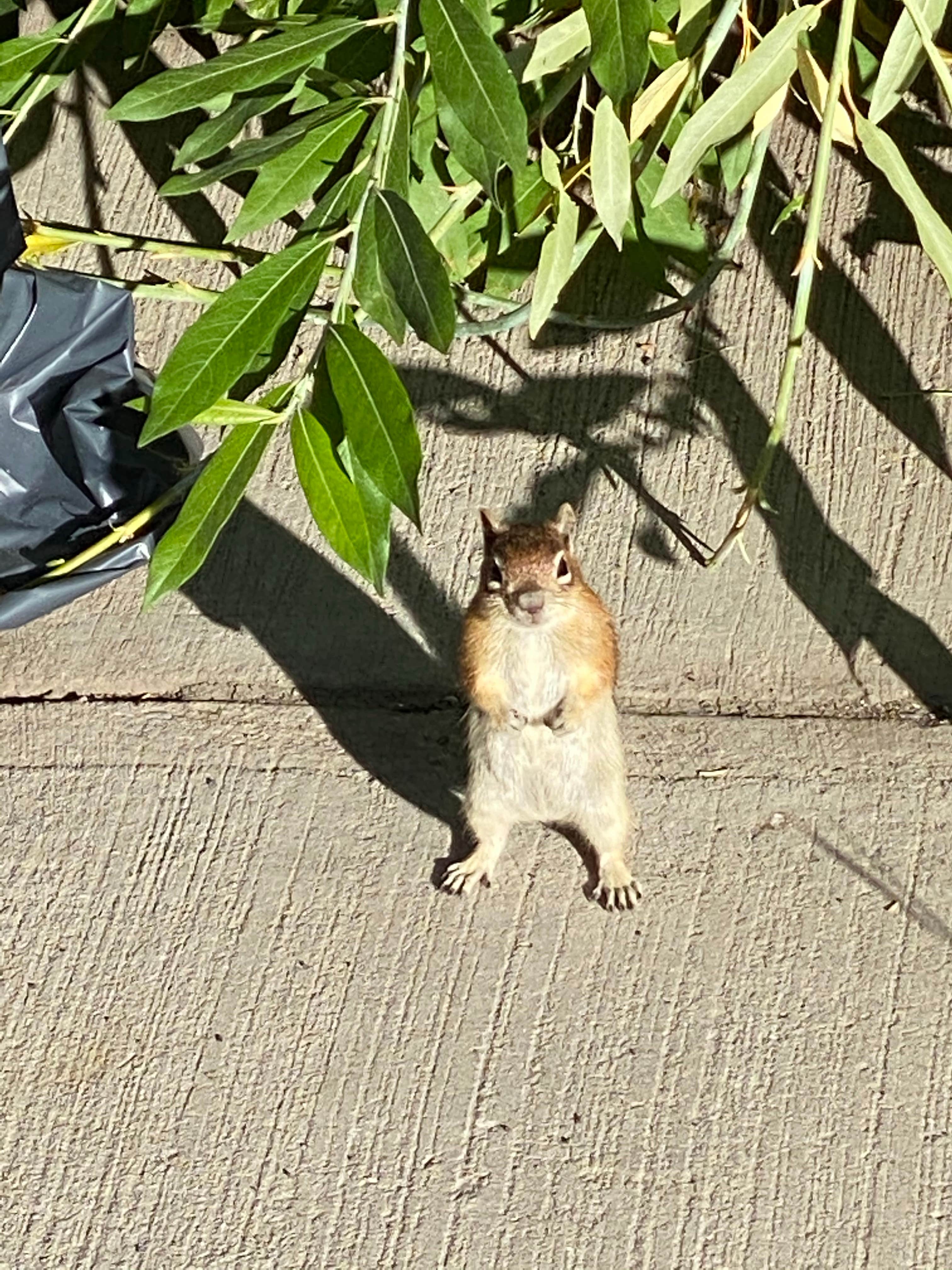 Lindsey S.'s photo of camping with pets at Jumbo Campground near Palisade, CO