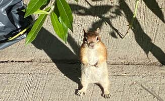 Lindsey S.'s photo of camping with pets at Jumbo Campground near Parachute, CO