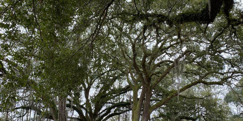 Camper submitted image from Pearl River WMA - Crawford Landing