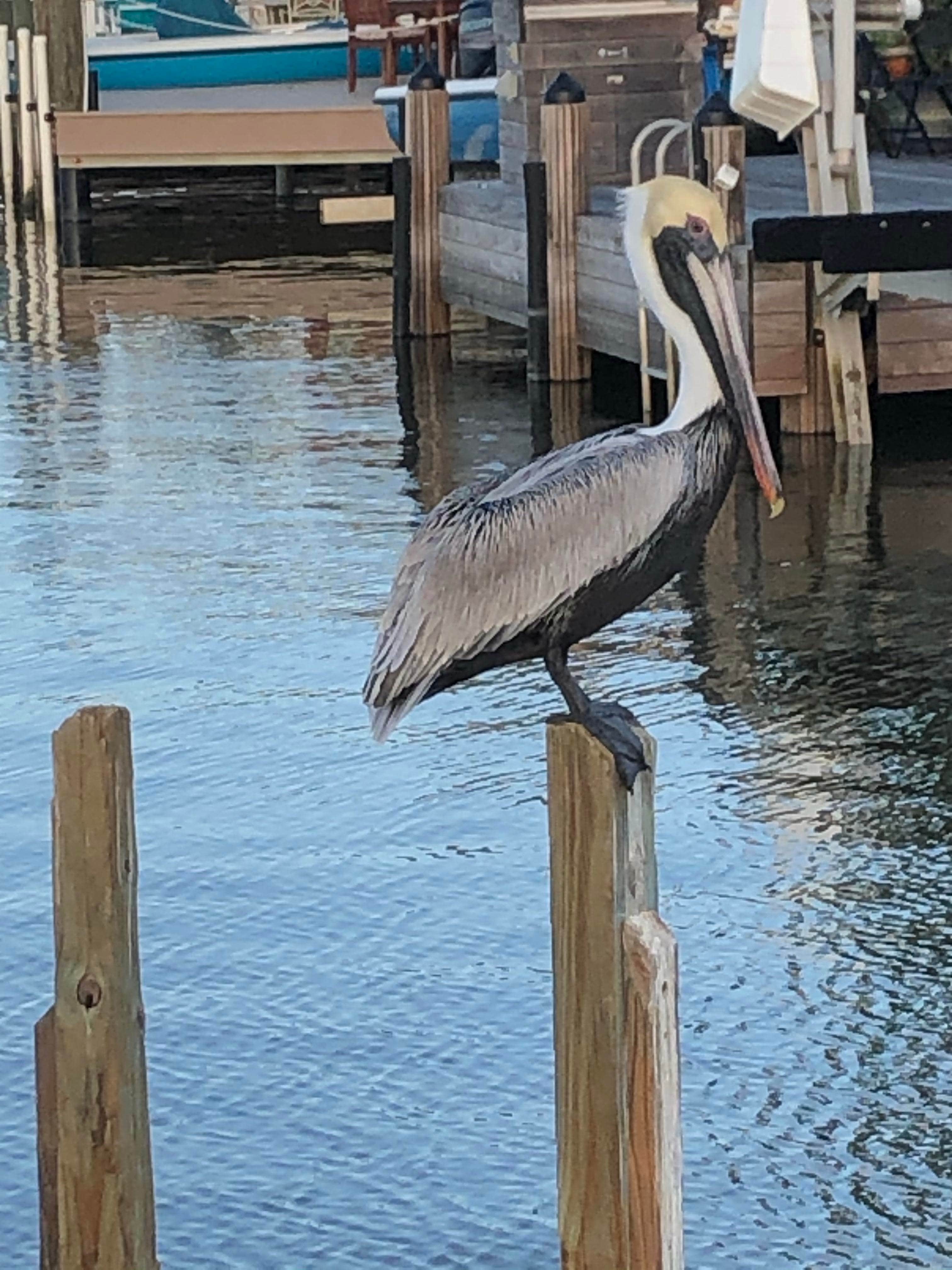 Camper-submitted photo at Outdoor Resorts-Chokoloskee Island near Copeland, FL