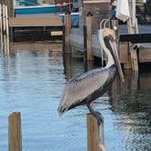 Review photo of Outdoor Resorts-Chokoloskee Island by Patti D., February 8, 2021