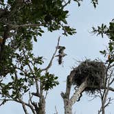 Review photo of Flamingo Campground — Everglades National Park by Mary H., February 8, 2021