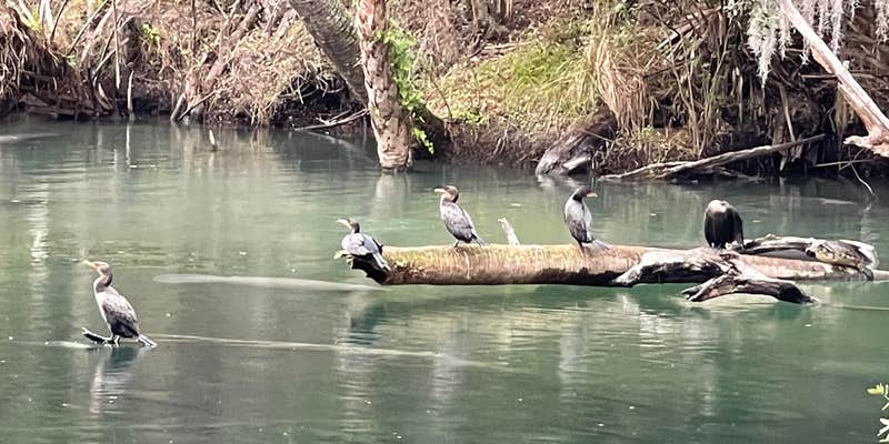 Camper submitted image from Orange City RV Resort, A Sun RV Resort