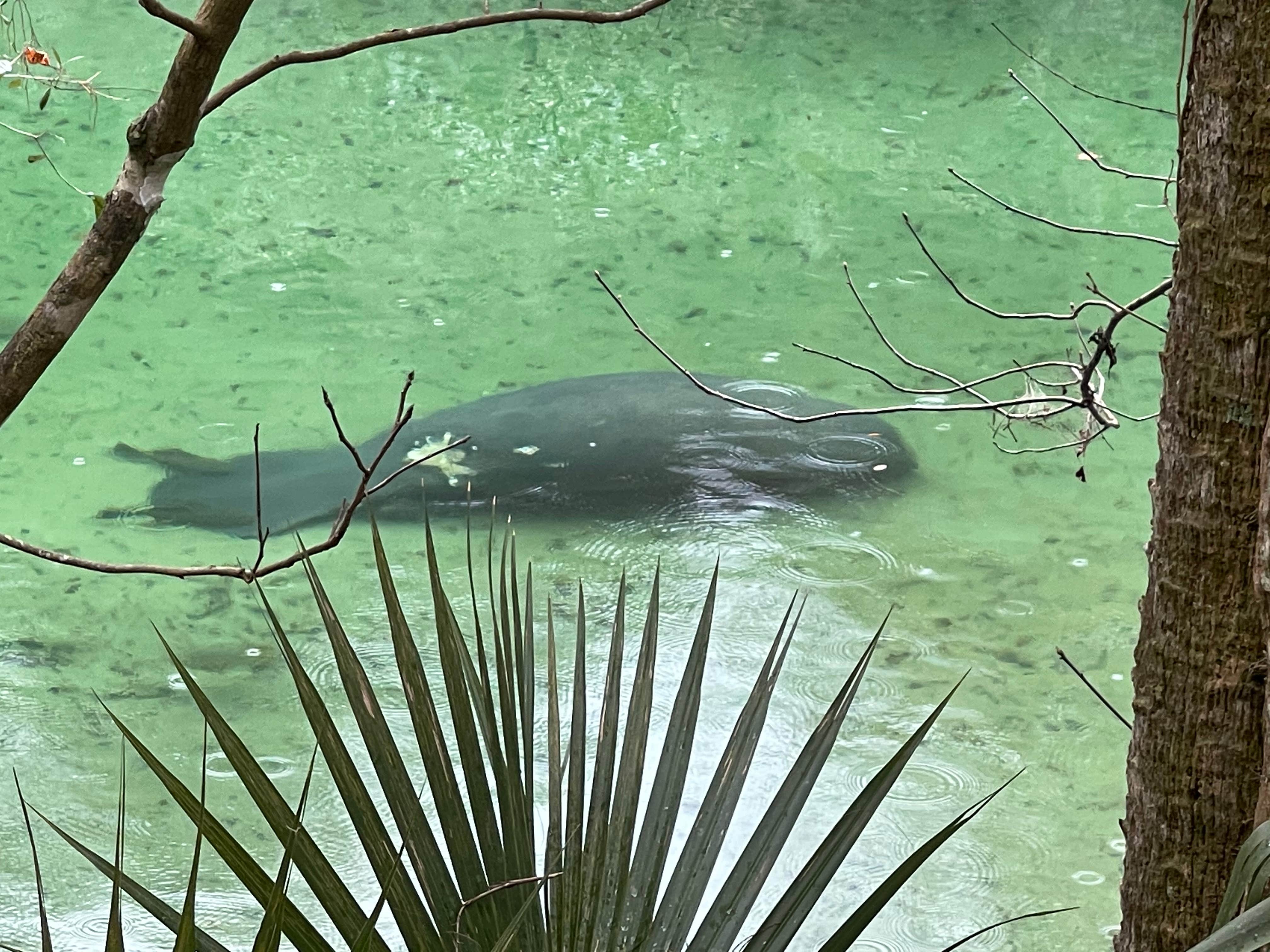 Camper-submitted photo at Orange City RV Resort, A Sun RV Resort near Osteen, FL