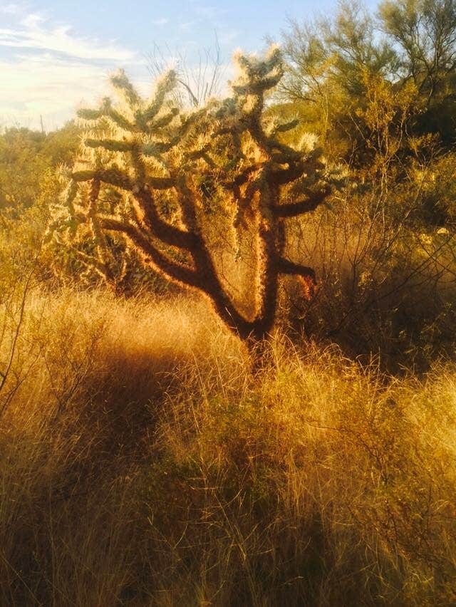 Camper submitted image from Manning Camp — Saguaro National Park - 2