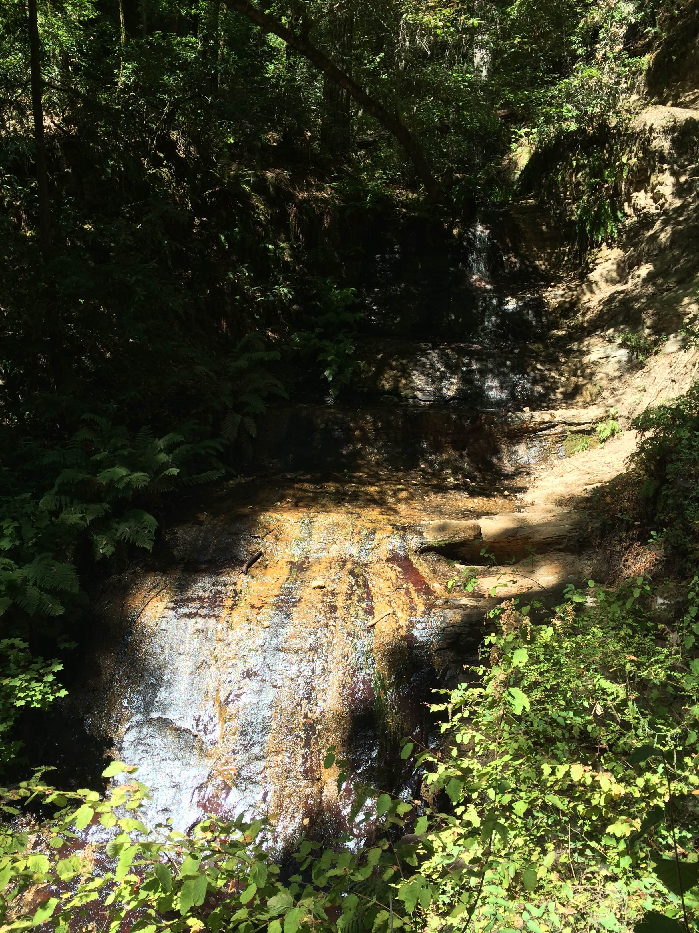 Camper submitted image from Lower Blooms Creek — Big Basin Redwoods State Park — CAMPGROUND CLOSED - 2