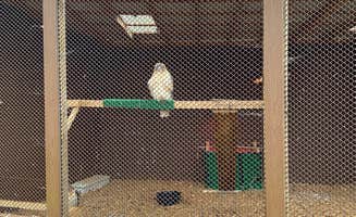 Shana D.'s photo of camping with pets at Pickwick Landing State Park Campground near Medon, TN