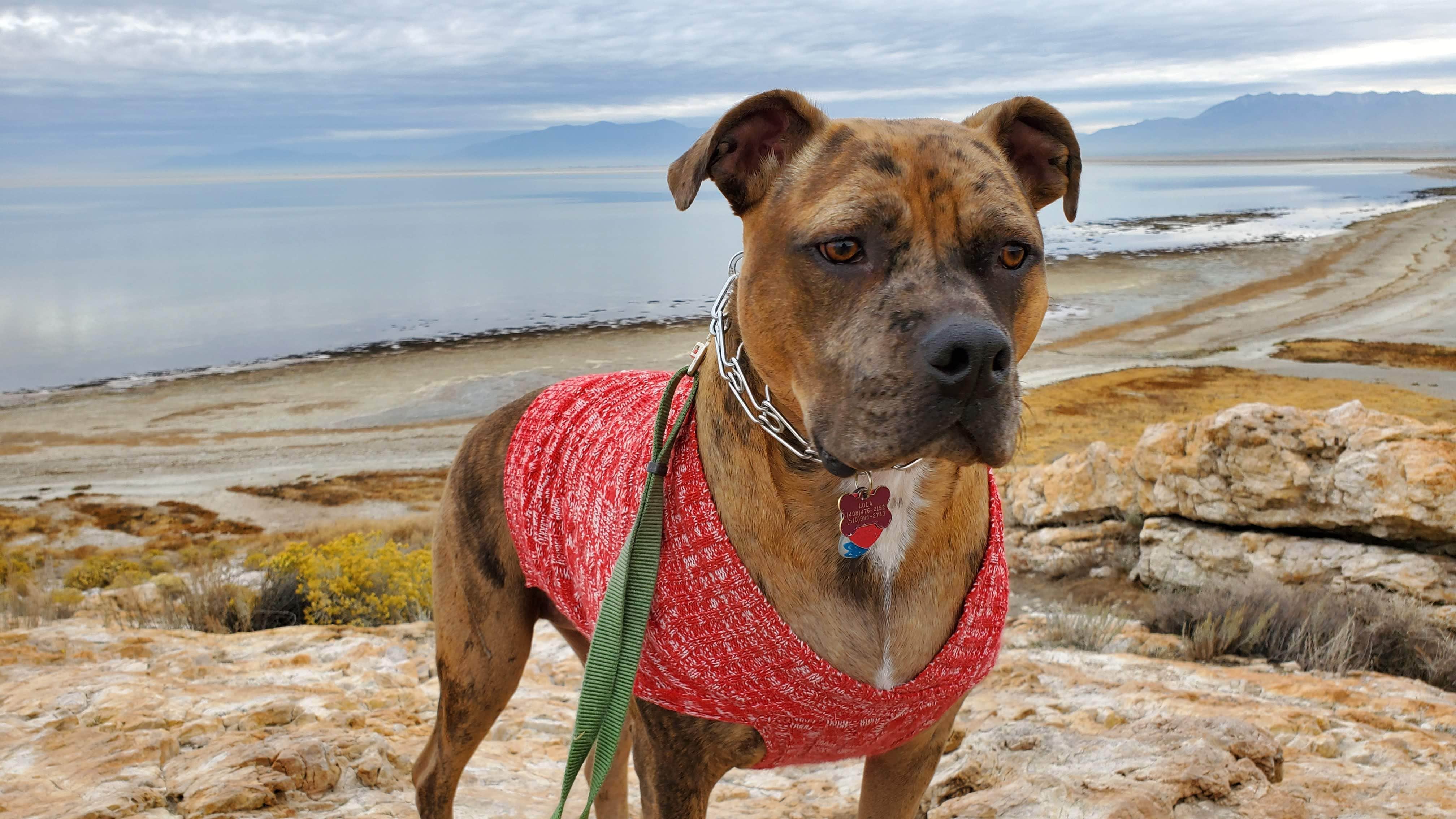 Steven M.'s photo of camping with pets at Bridger Bay Campground — Antelope Island State Park near Uintah, UT