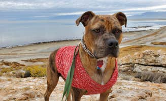Steven M.'s photo of camping with pets at Bridger Bay Campground — Antelope Island State Park near Uintah, UT