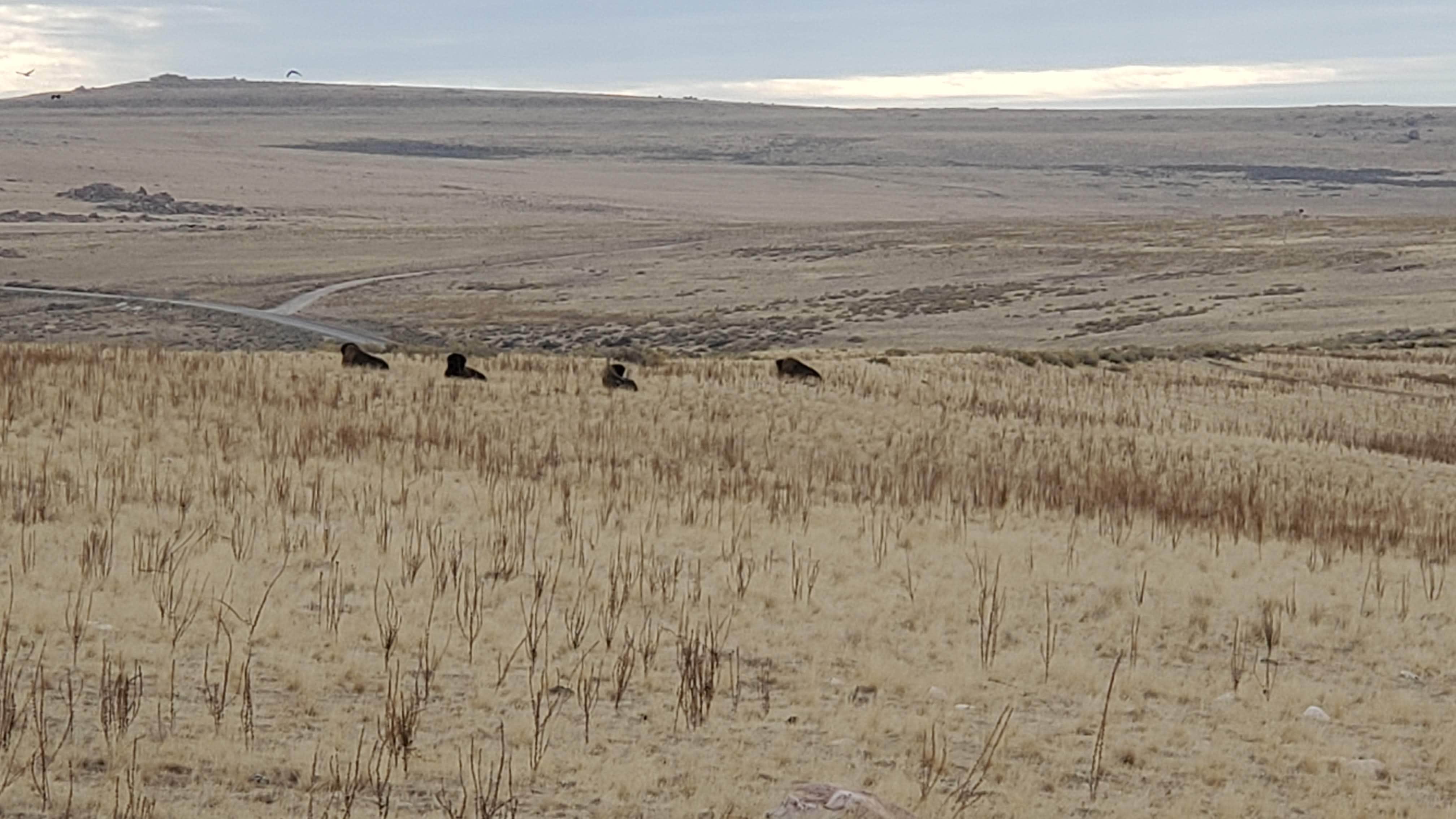 Camper-submitted photo at Bridger Bay Campground — Antelope Island State Park near Uinta-Wasatch-Cache National Forest