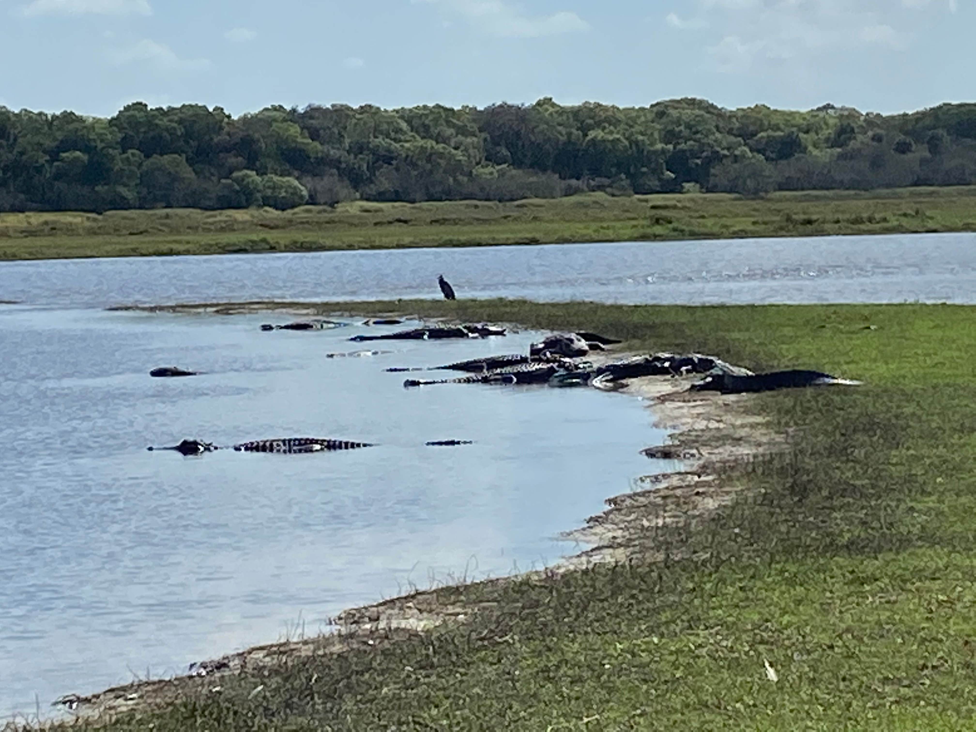 Camper-submitted photo at Old Prairie Campground — Myakka River State Park near Bradenton, FL