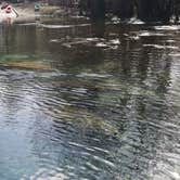 Review photo of Manatee Springs State Park Campground by Chad N., February 10, 2021