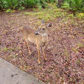 Review photo of Manatee Springs State Park Campground by Chad N., February 10, 2021