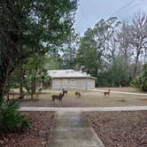 Review photo of Manatee Springs State Park Campground by Chad N., February 10, 2021