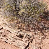 Review photo of Kayenta Campground — Dead Horse Point State Park by Steven M., February 10, 2021