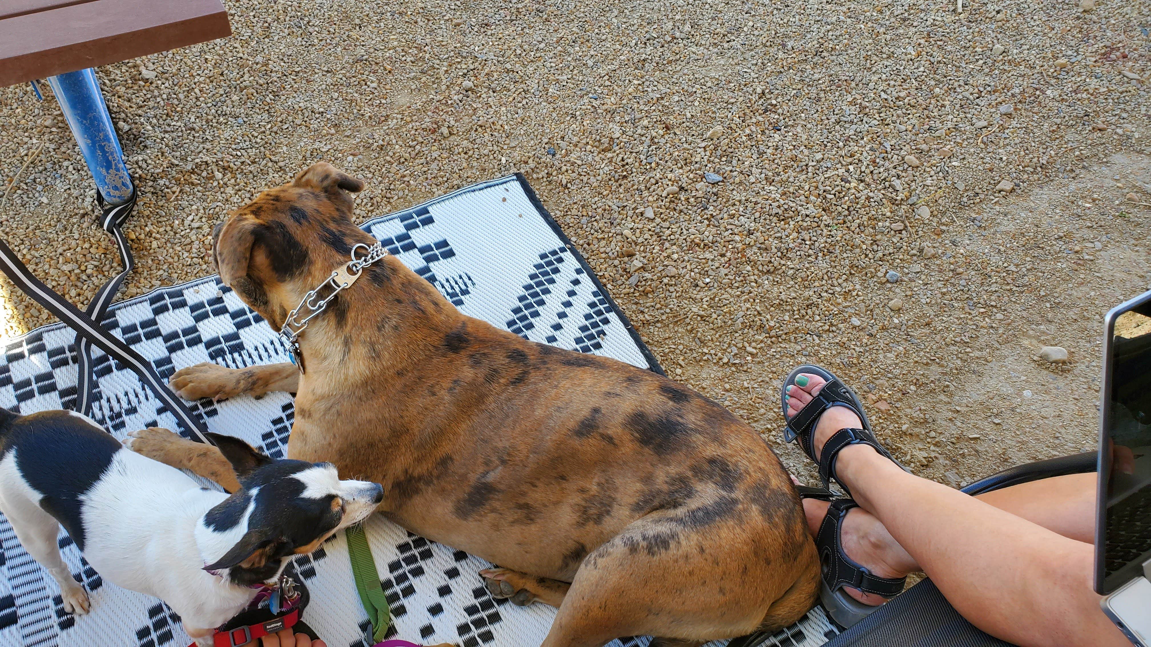 Steven M.'s photo of camping with pets at Castle Gate RV Park near Wellington, UT