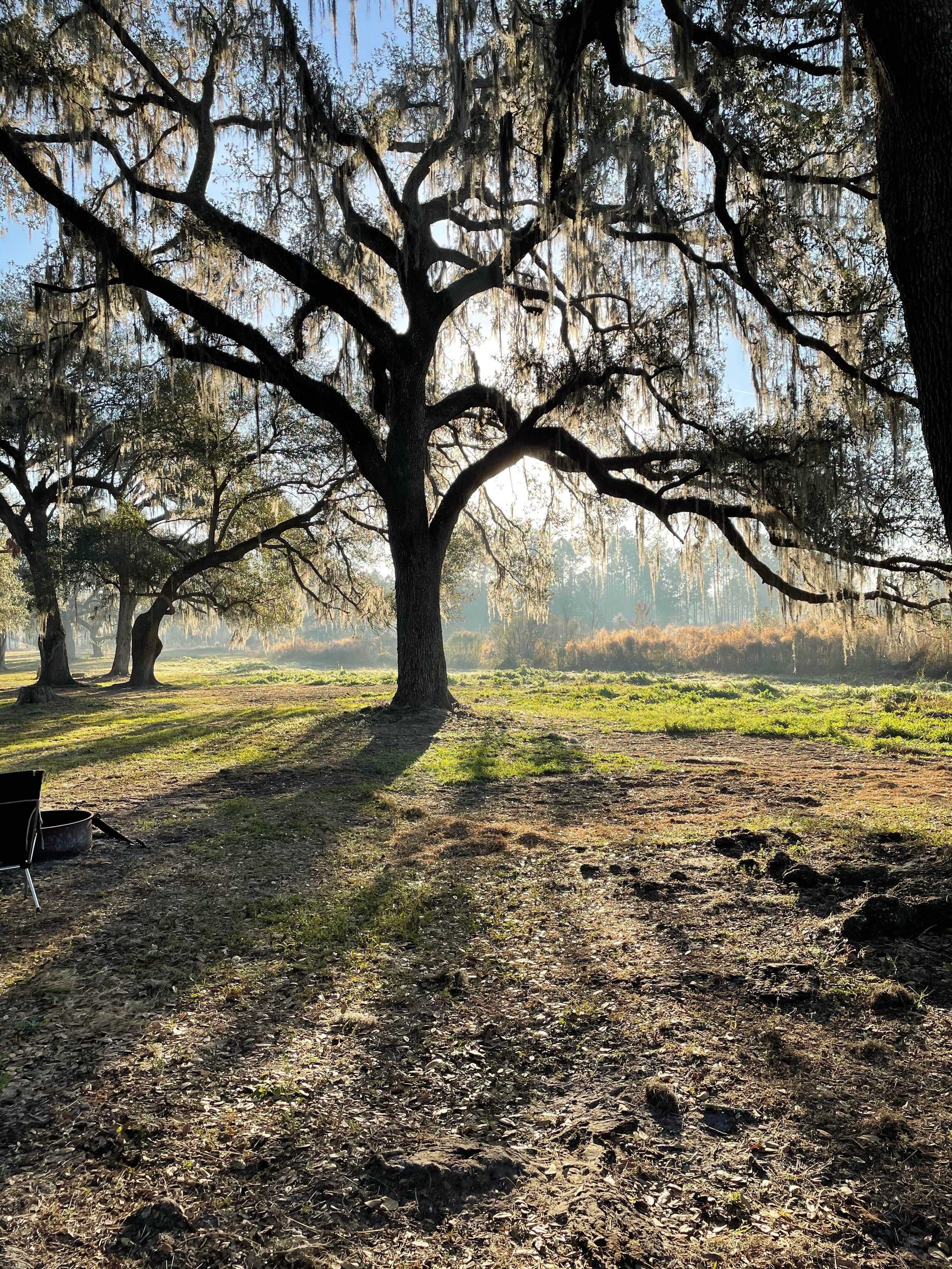 Camper submitted image from Lake Panasoffkee - 3