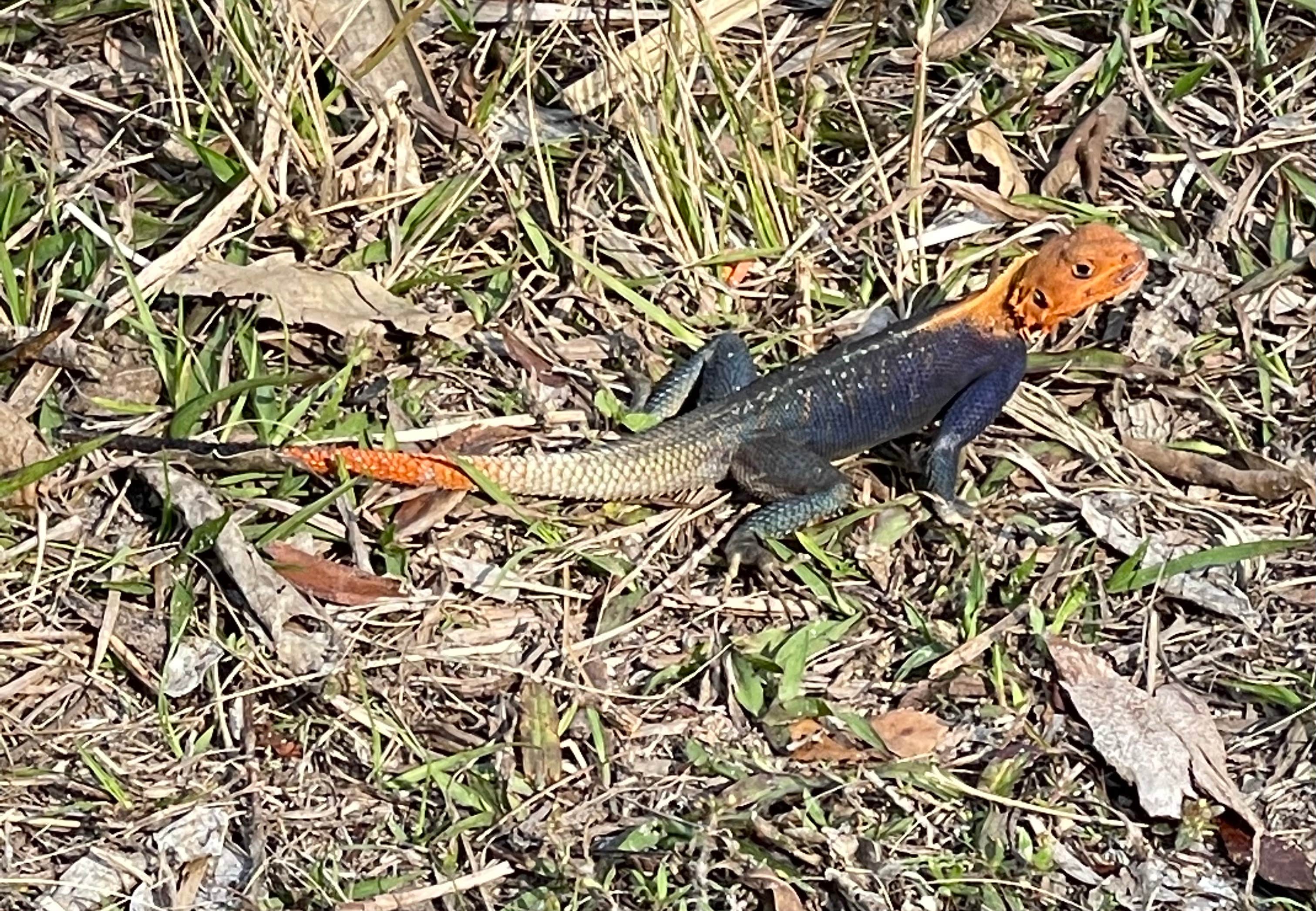 Camping near Big Lake Lodge & RV Park: DuPuis Campground at Gate 3, Indiantown, Florida