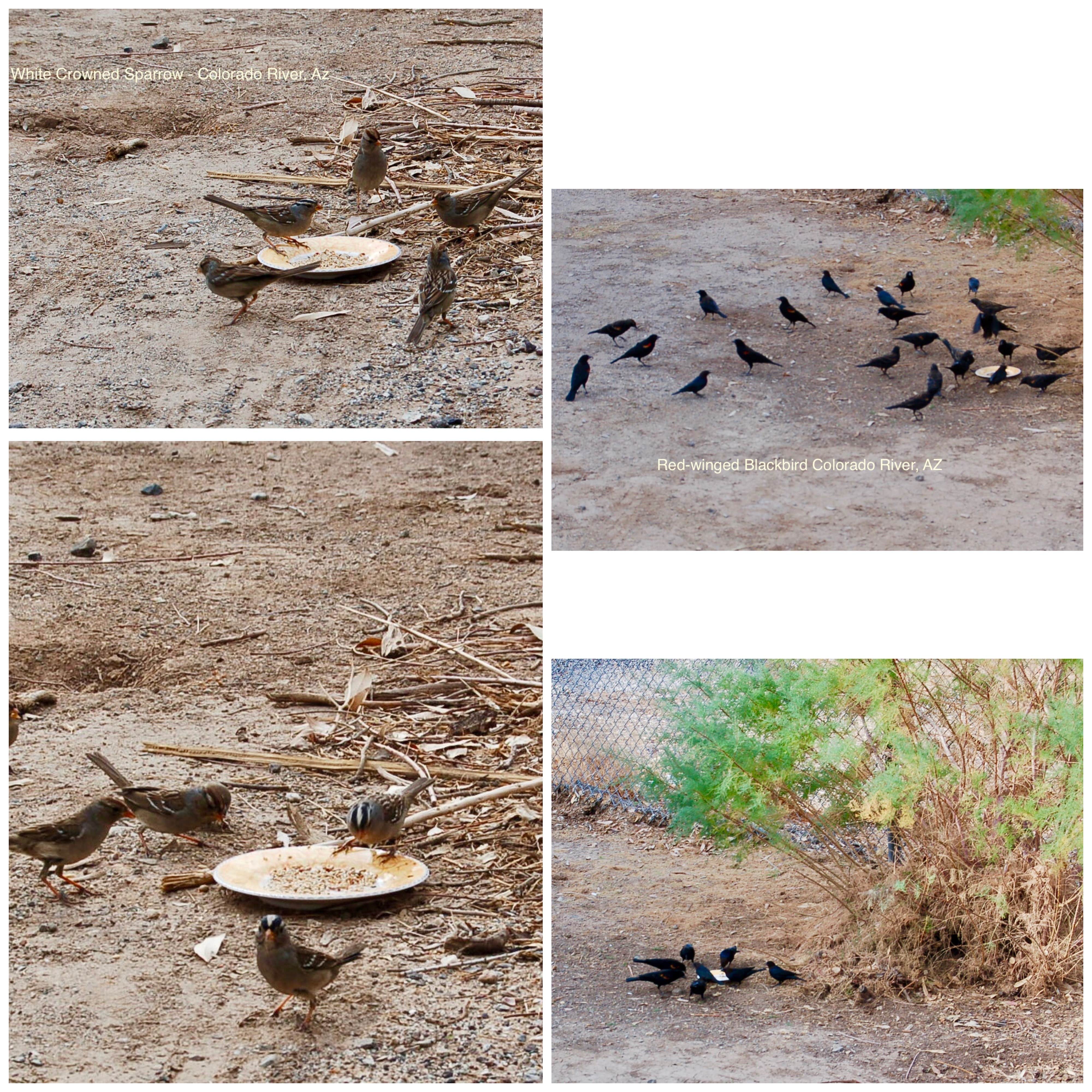 Camper-submitted photo at La Paz County Park near Earp, CA