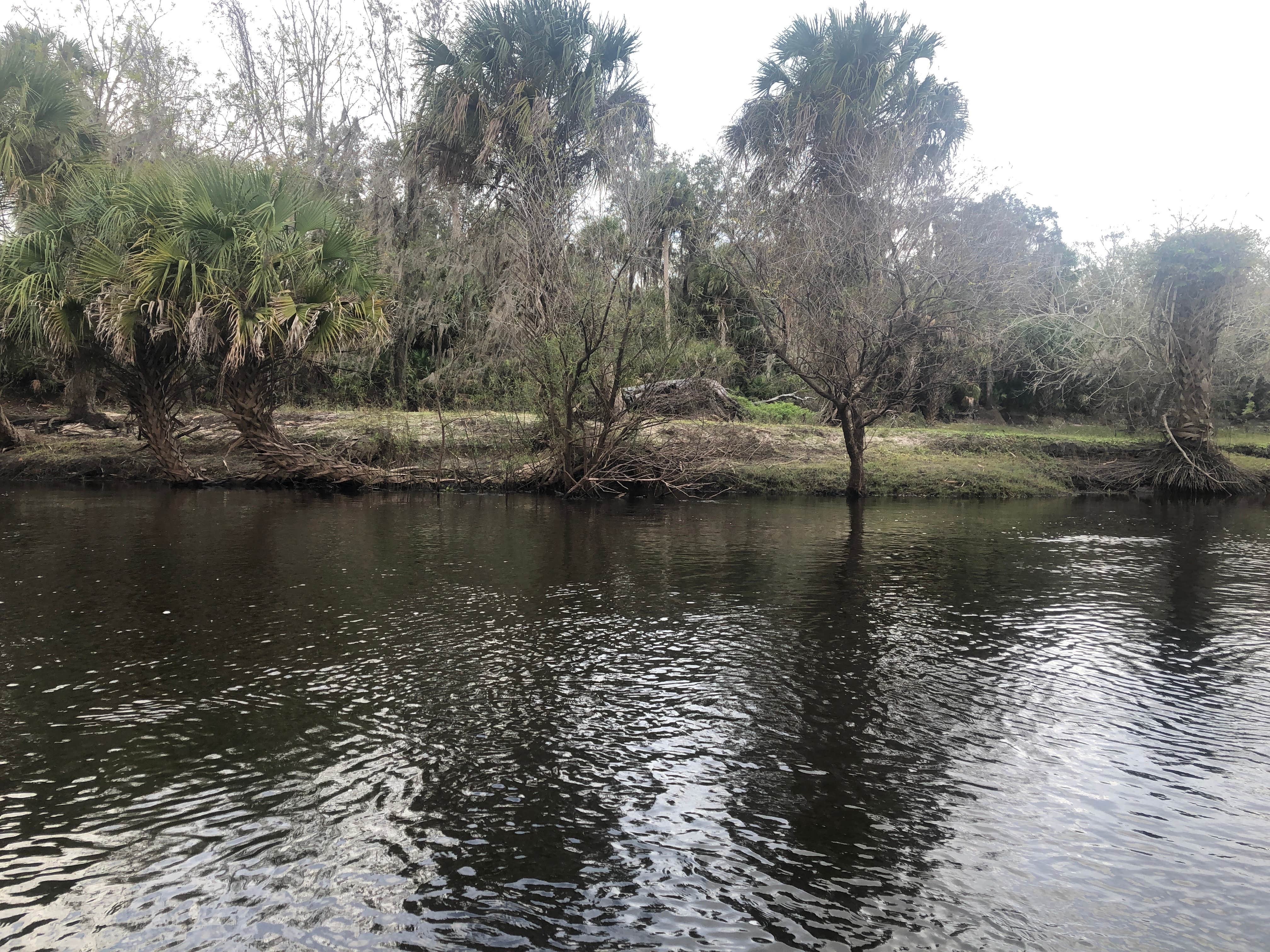 Camper-submitted photo at Peace River Banks Backcountry near Arcadia, FL