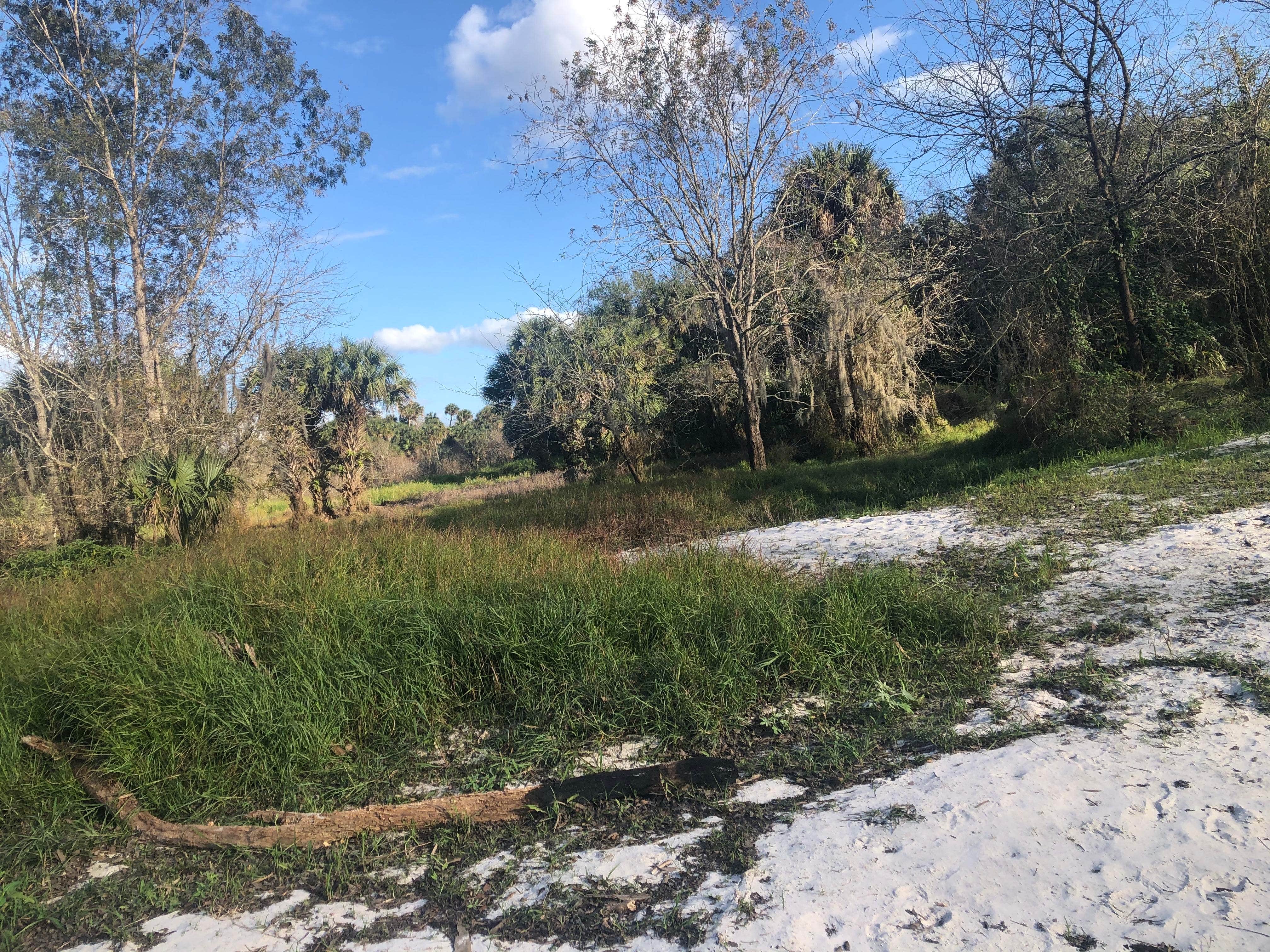 Camper-submitted photo at Peace River Banks Backcountry near Arcadia, FL
